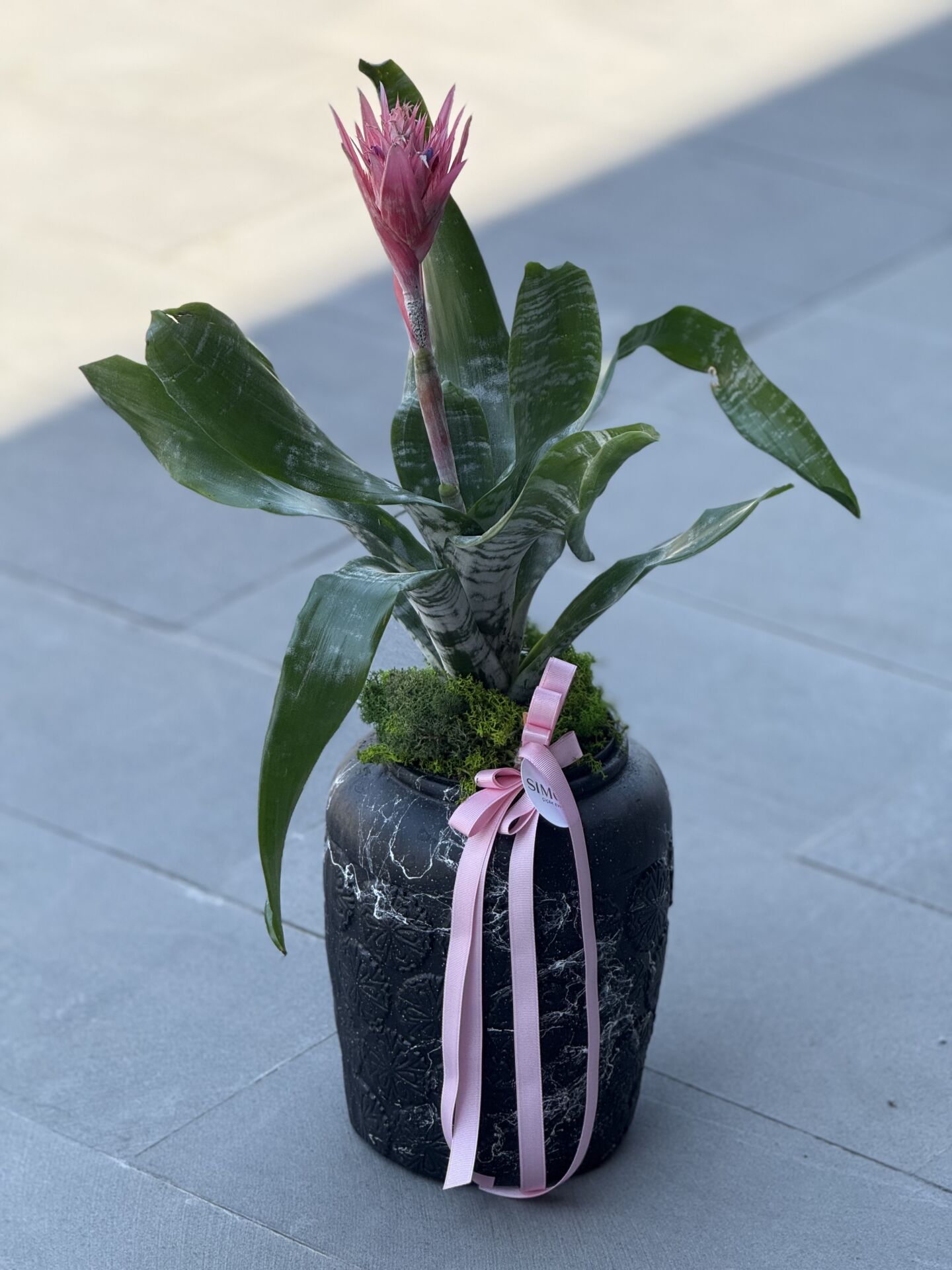 Antik Vazoda Aechmea