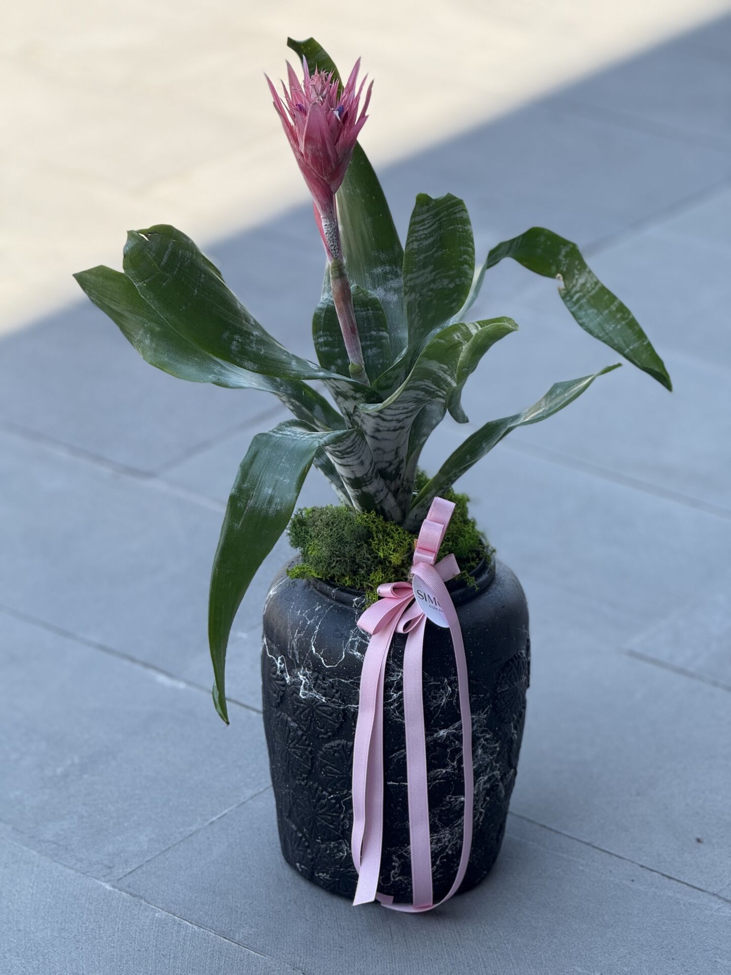 Antik Vazoda Aechmea