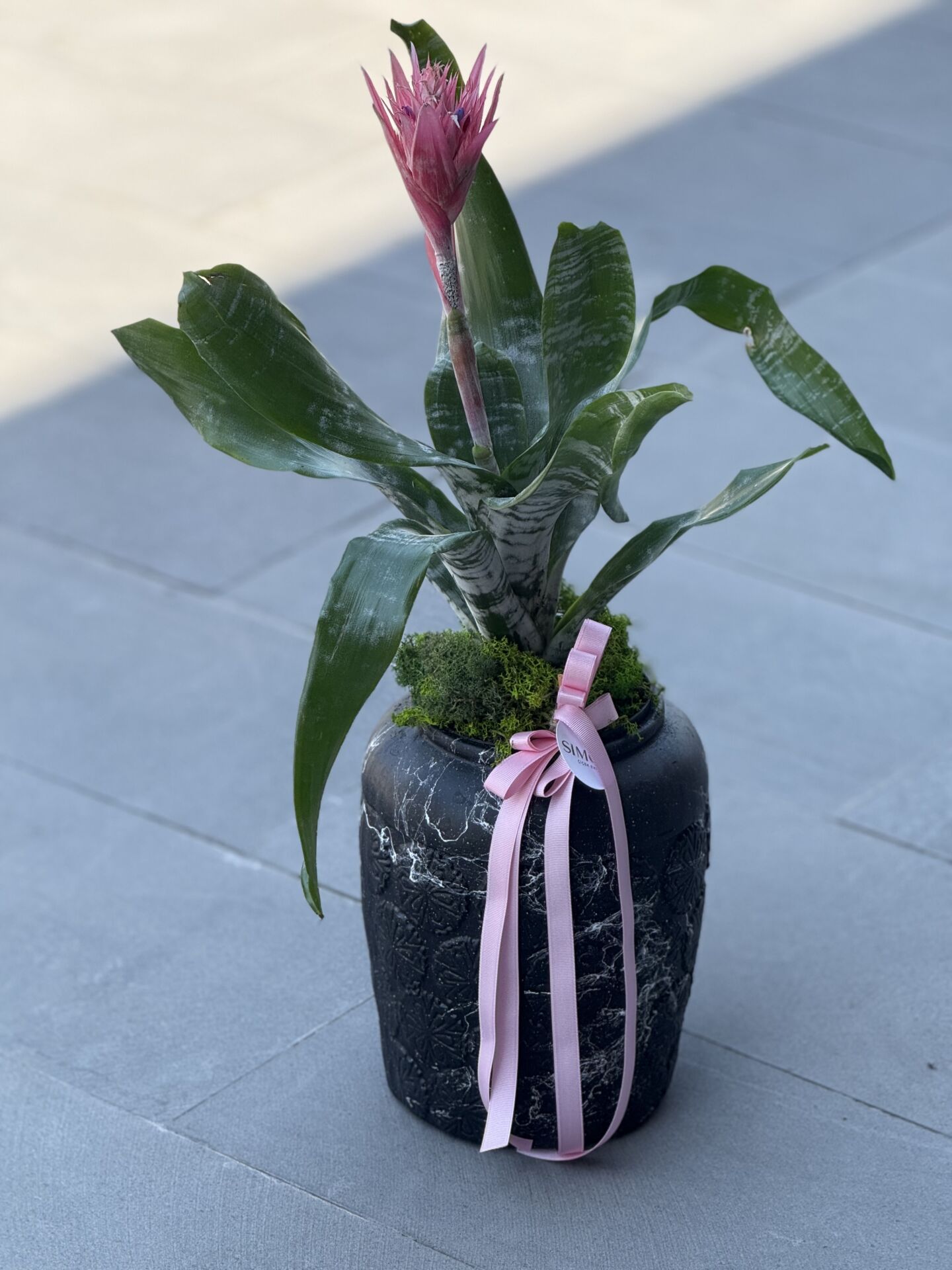 Antik Vazoda Aechmea