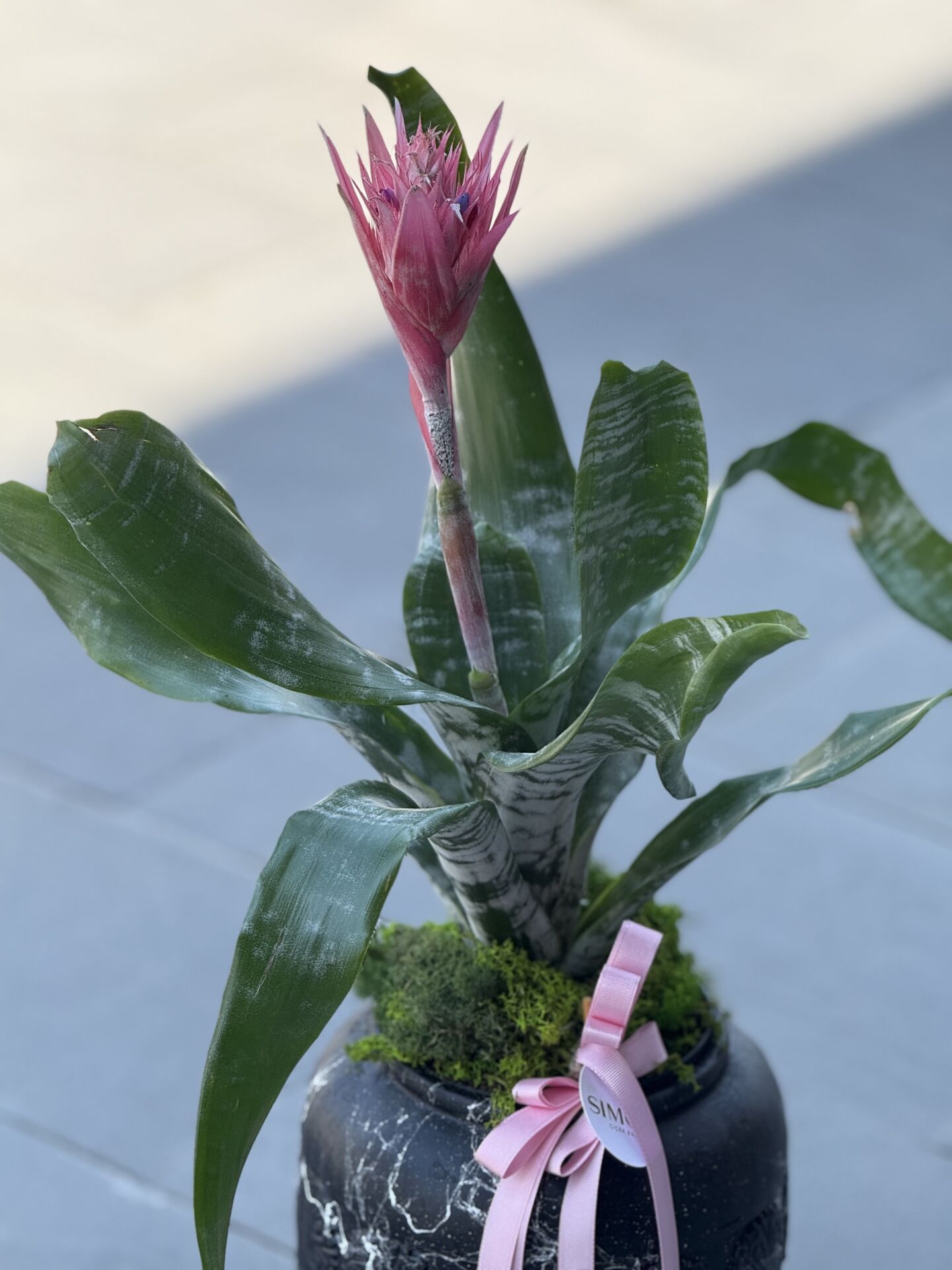 Antik Vazoda Aechmea