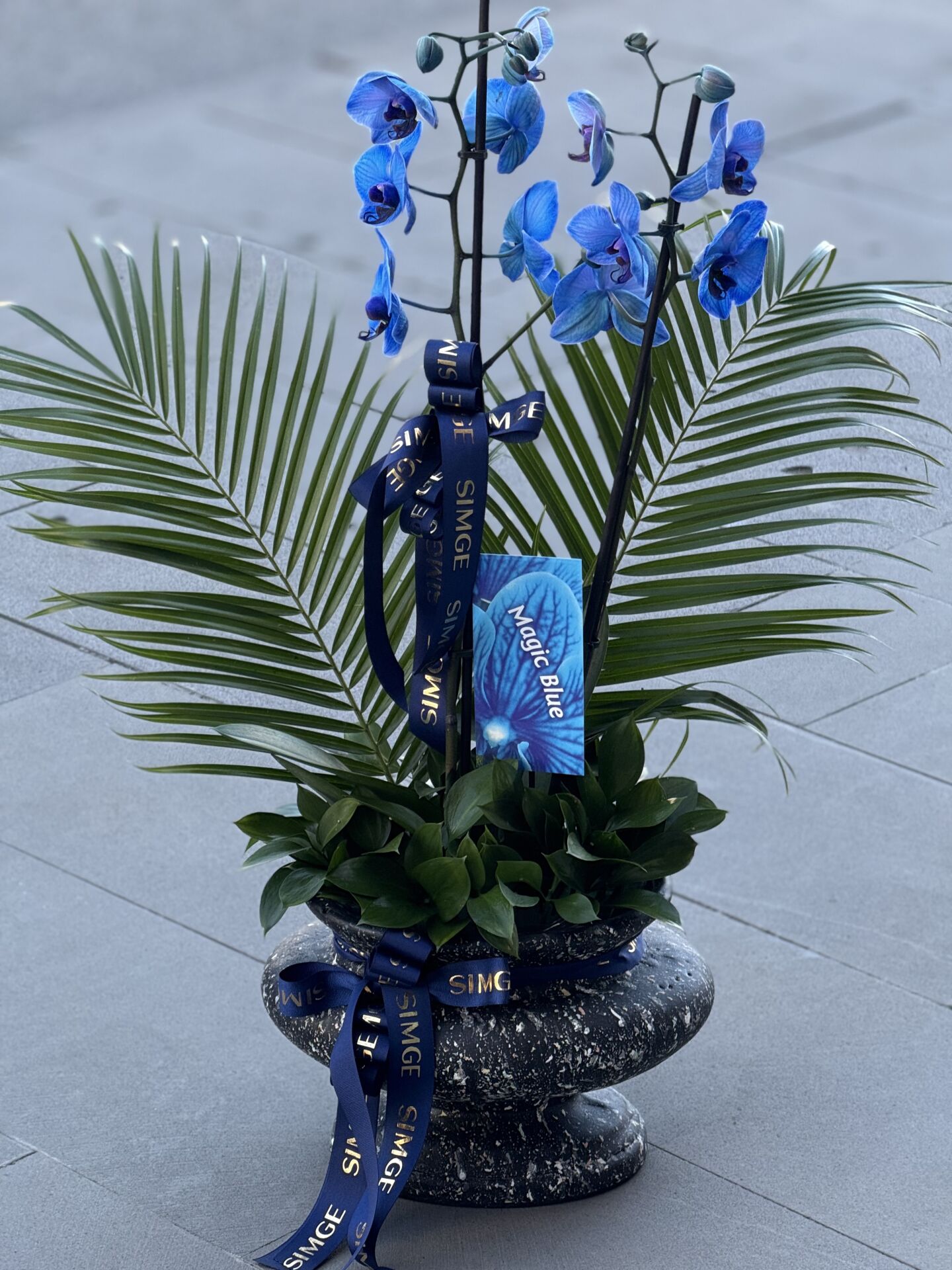 Seramik Vazoda Çift Dallı Mavi Orkide Aranjmanı