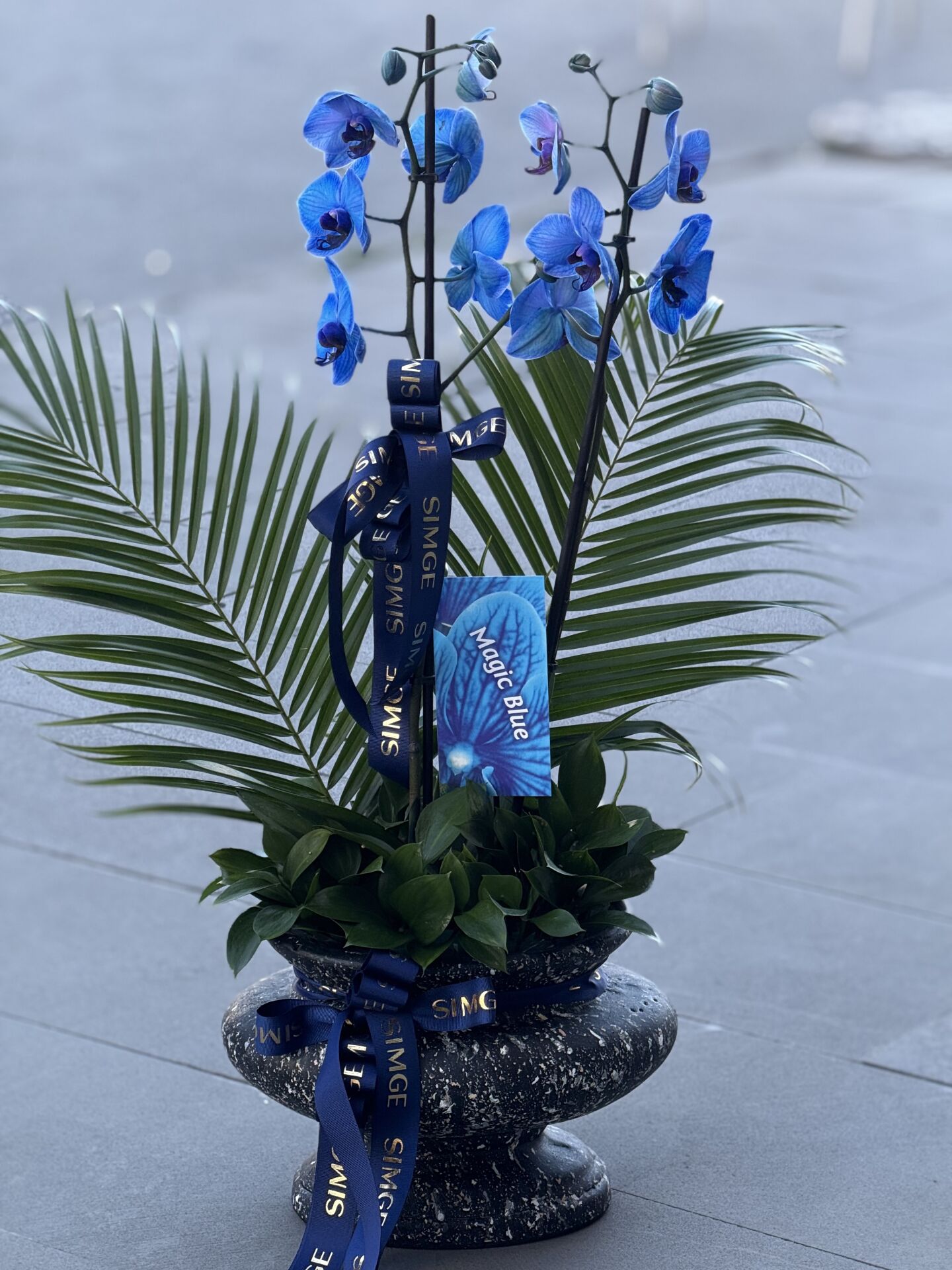 Seramik Vazoda Çift Dallı Mavi Orkide Aranjmanı