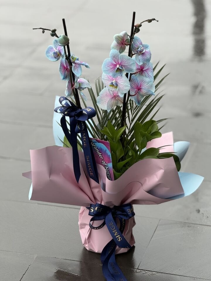 Çift Dal Bubblegum Orkide