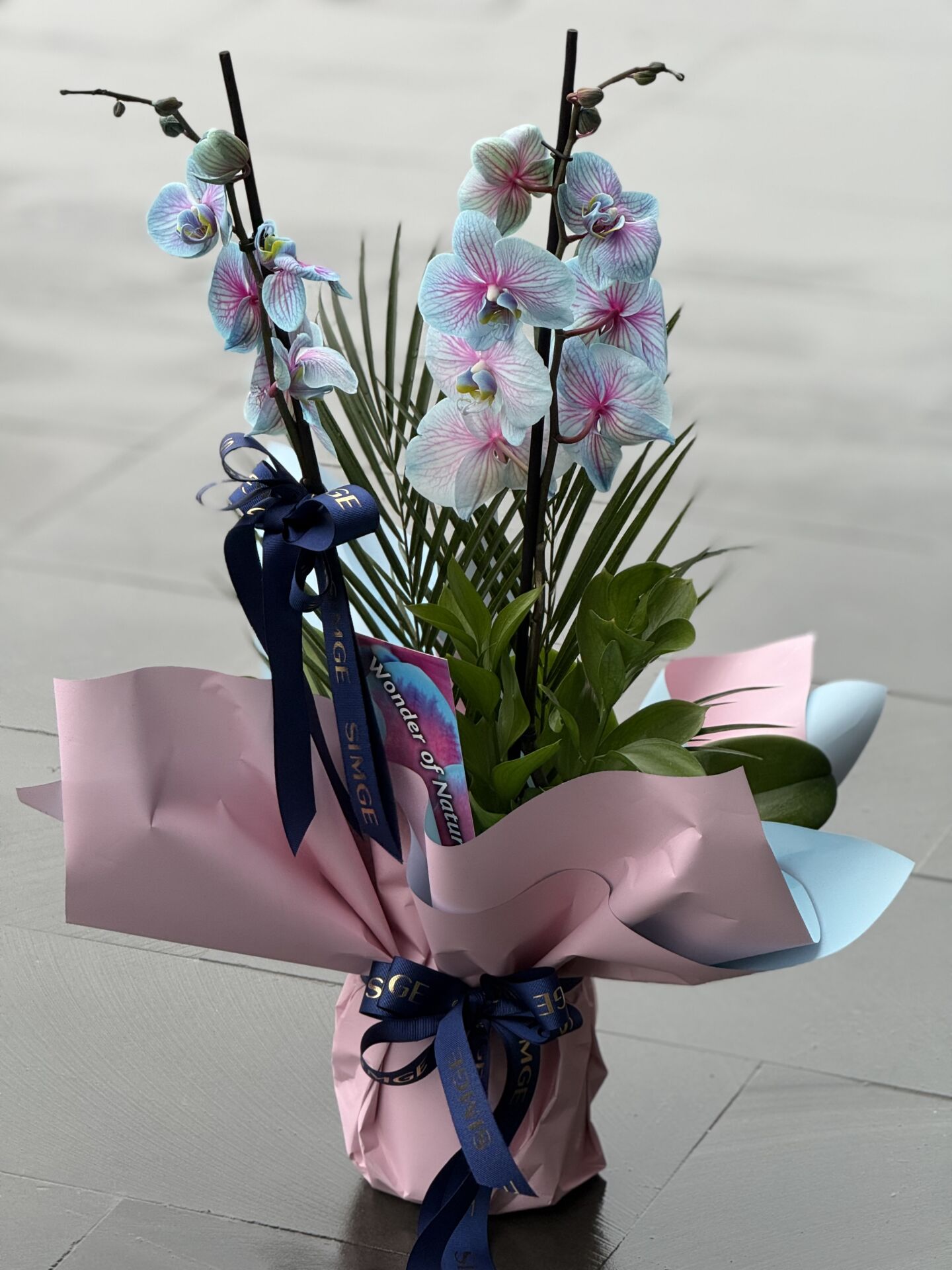 Çift Dal Bubblegum Orkide