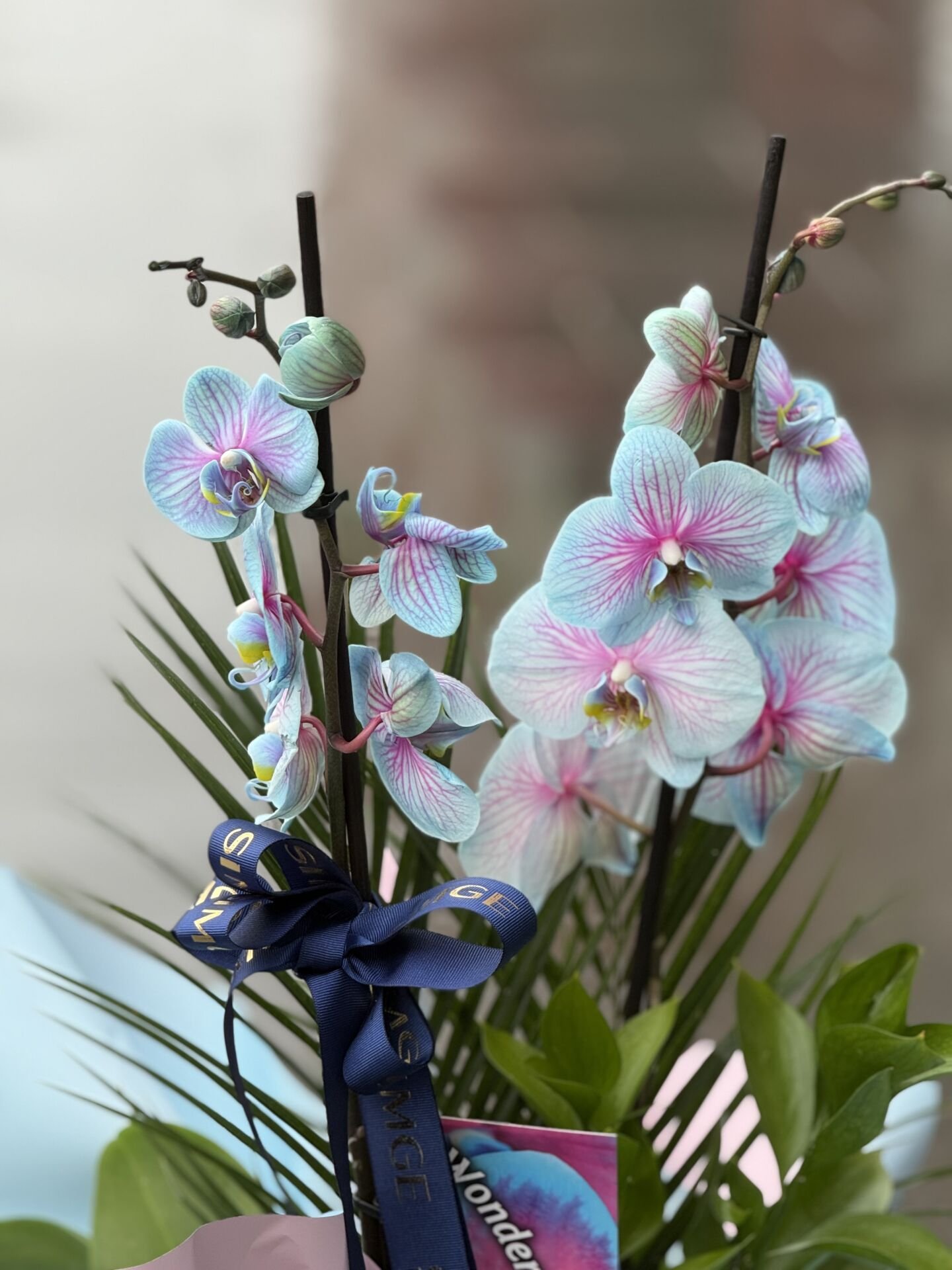 Çift Dal Bubblegum Orkide