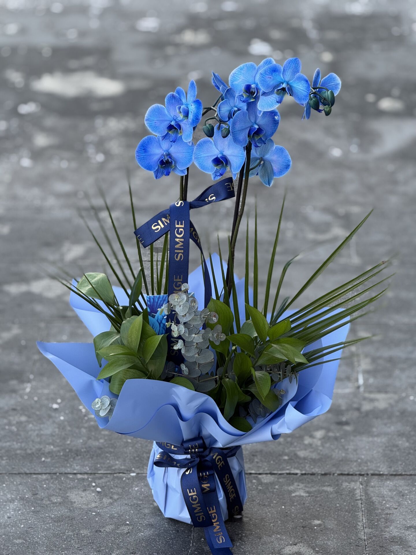 Çift Dal Mavi Orkide