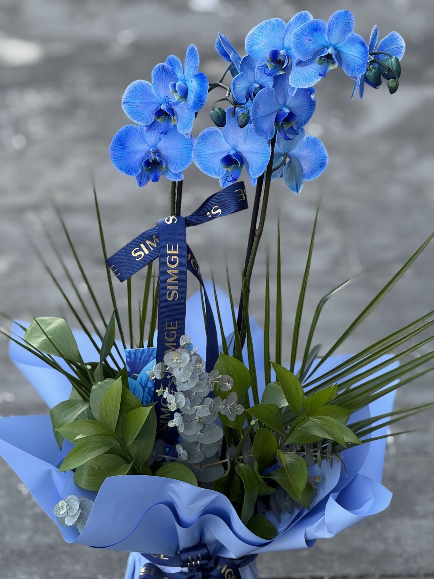 Çift Dal Mavi Orkide