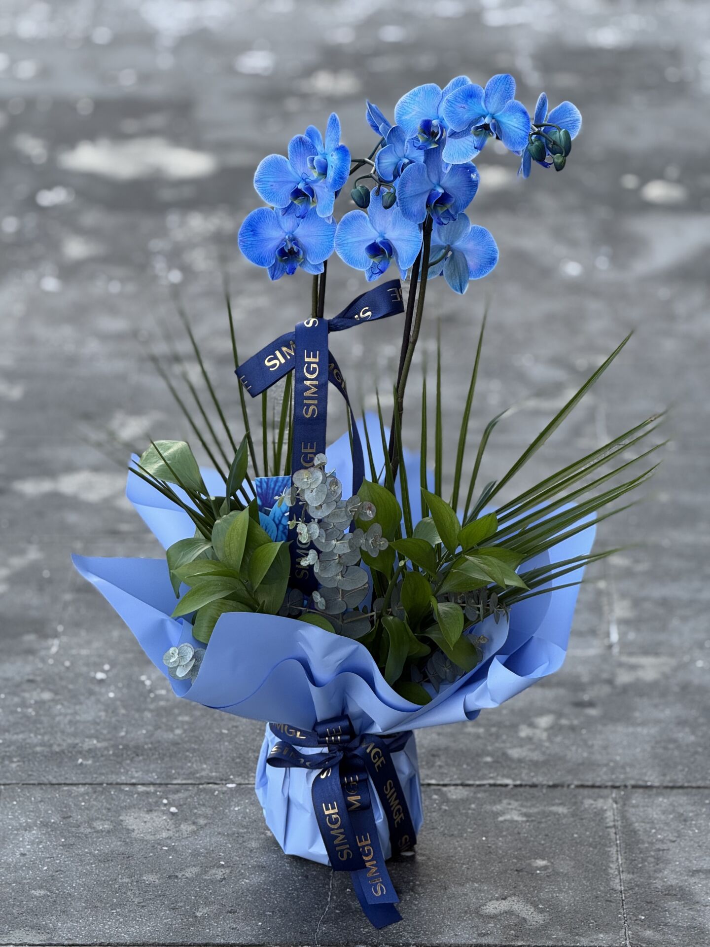 Çift Dal Mavi Orkide