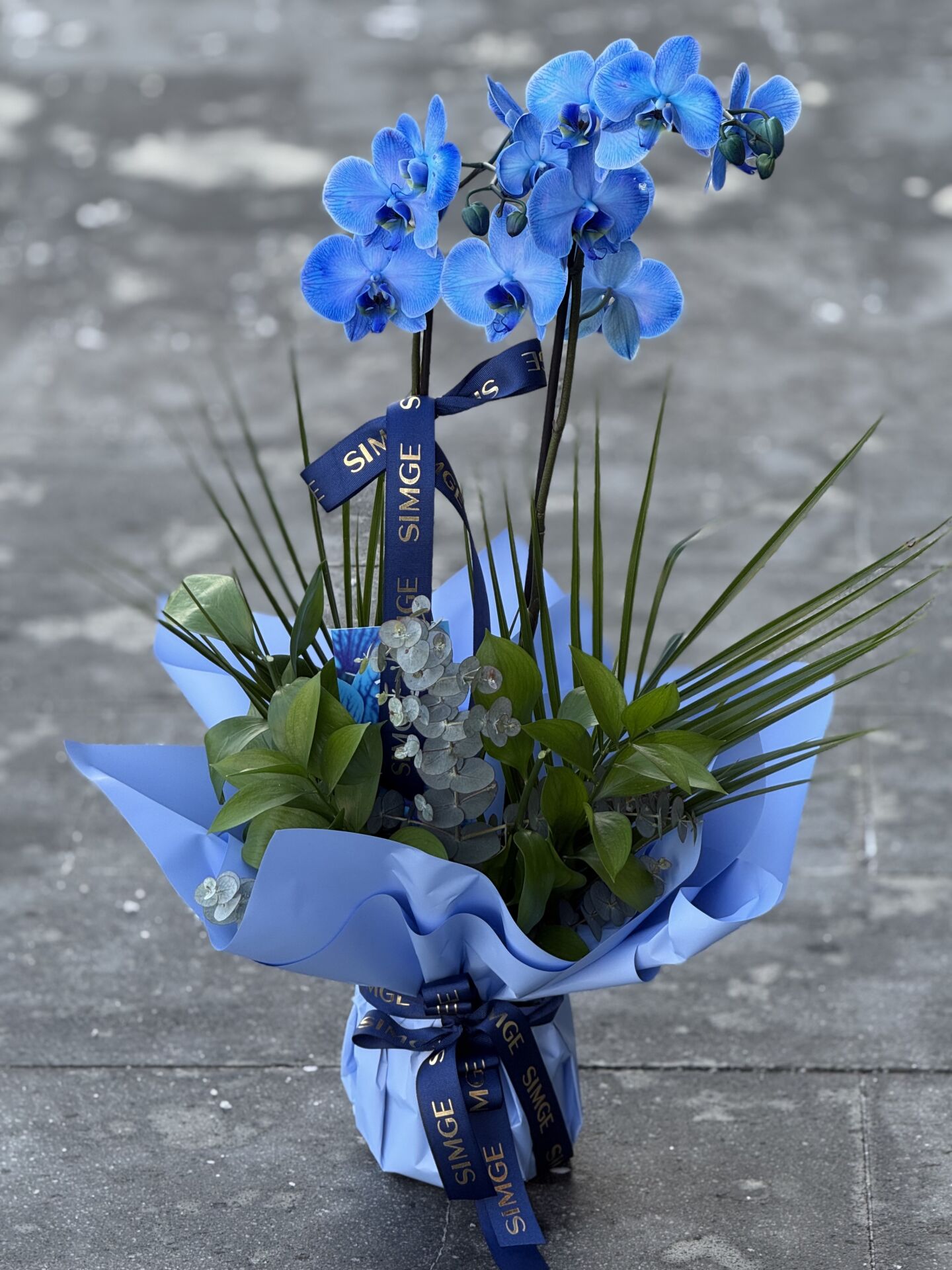 Çift Dal Mavi Orkide