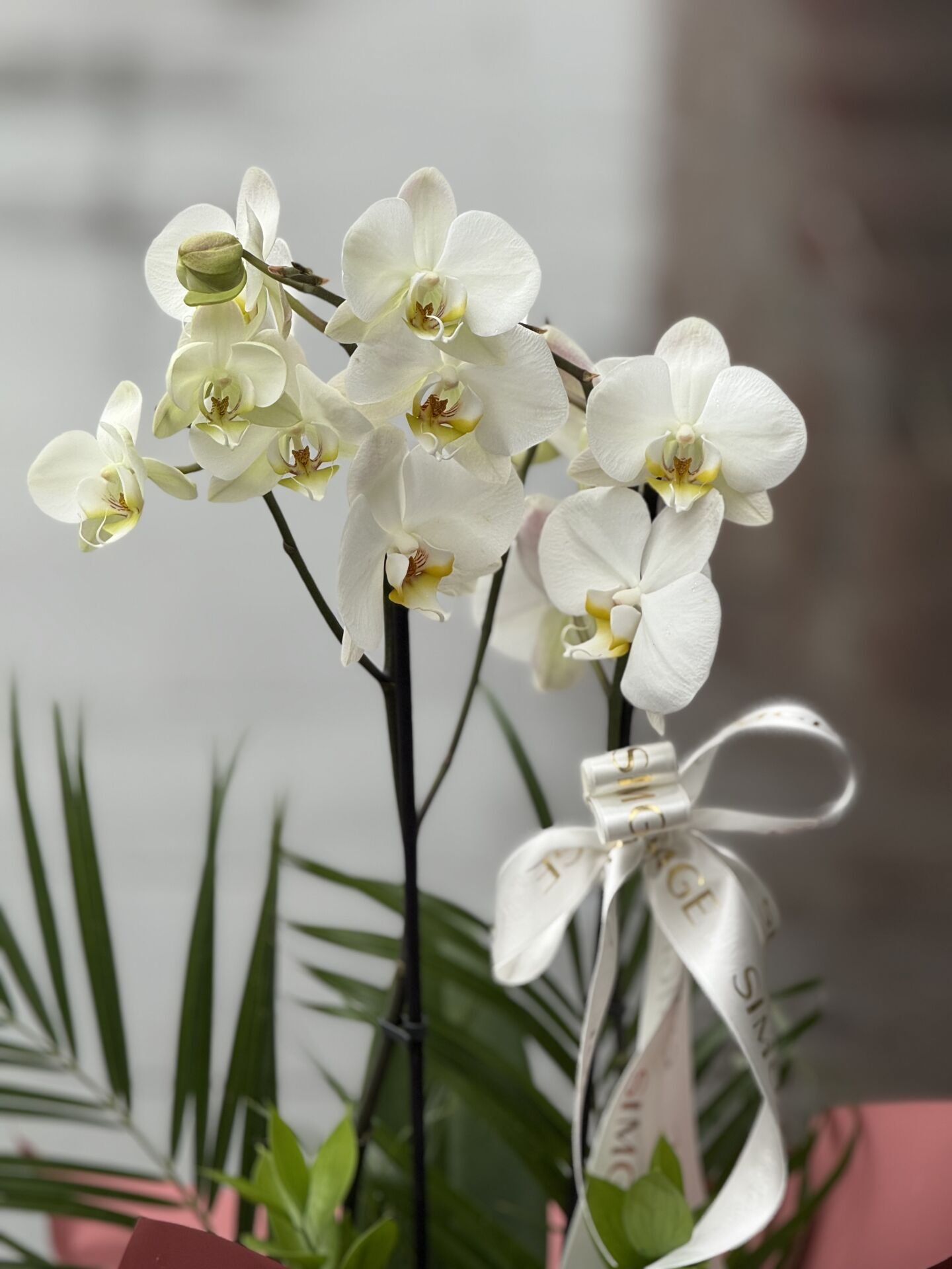 Çift Dal Beyaz Orkide