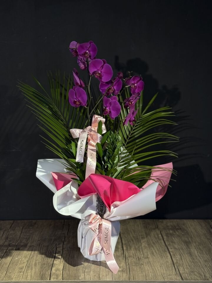 Çift Dal Mor Orkide