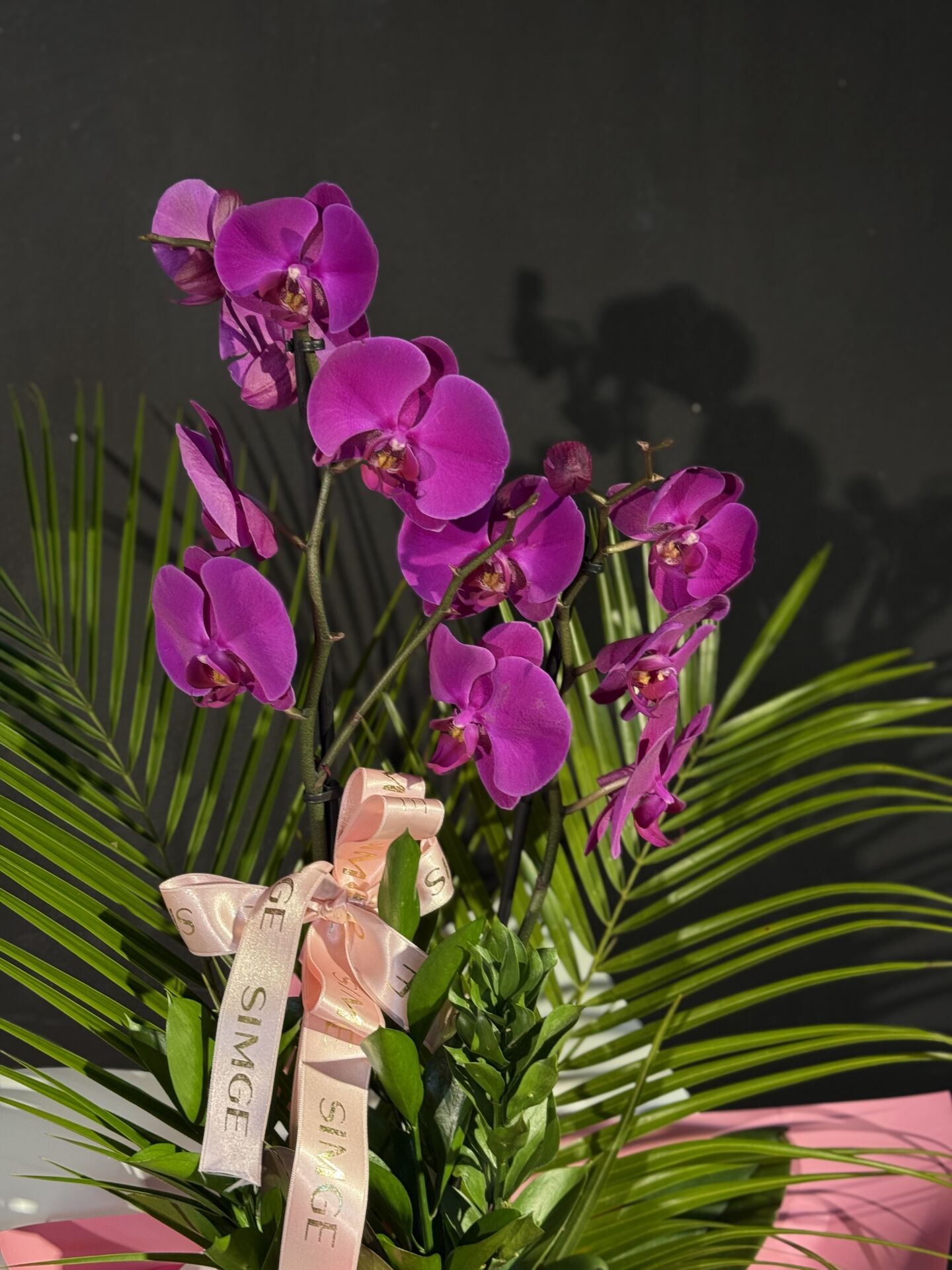 Çift Dal Mor Orkide