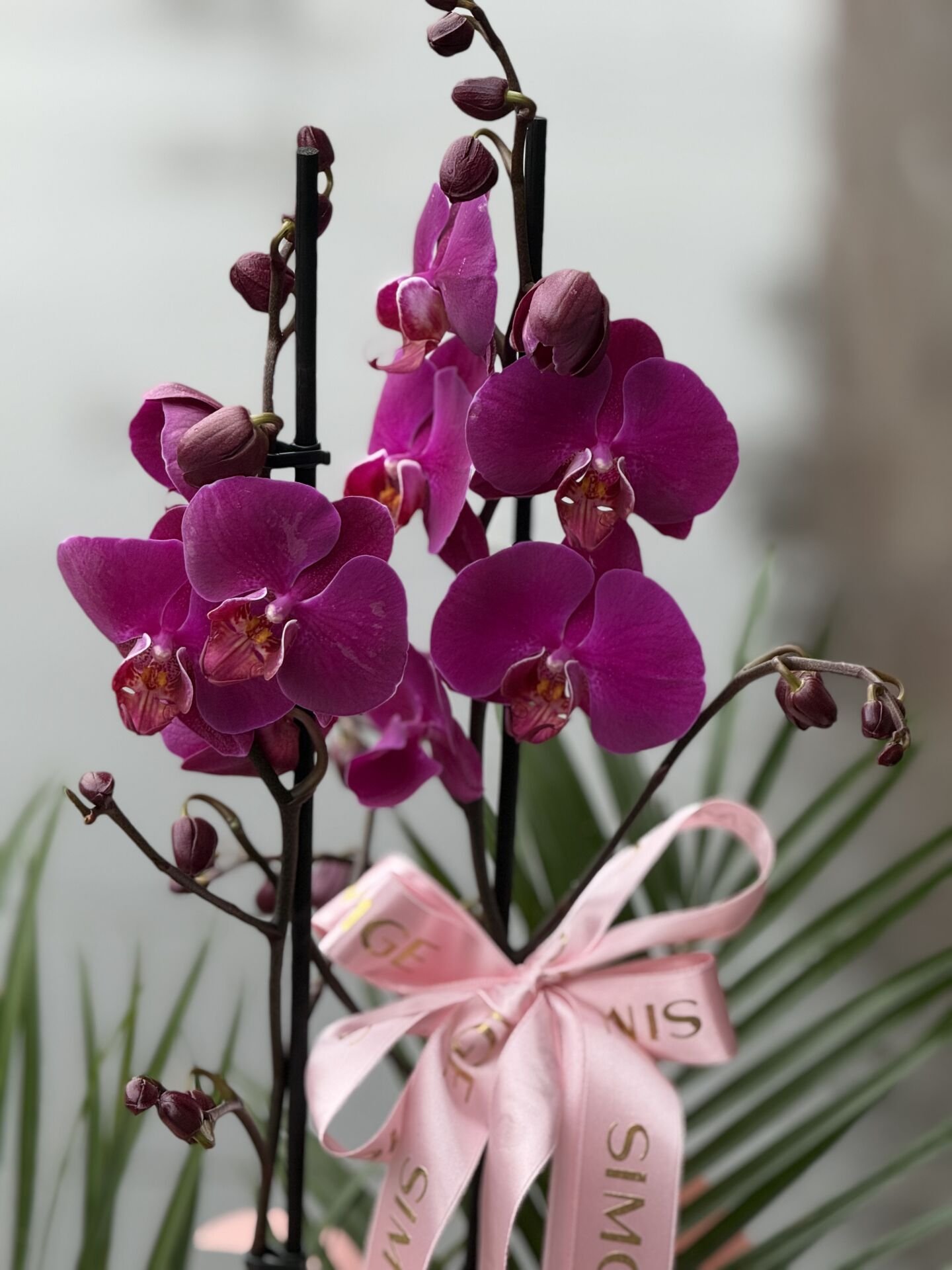 Çift Dal Mor Orkide