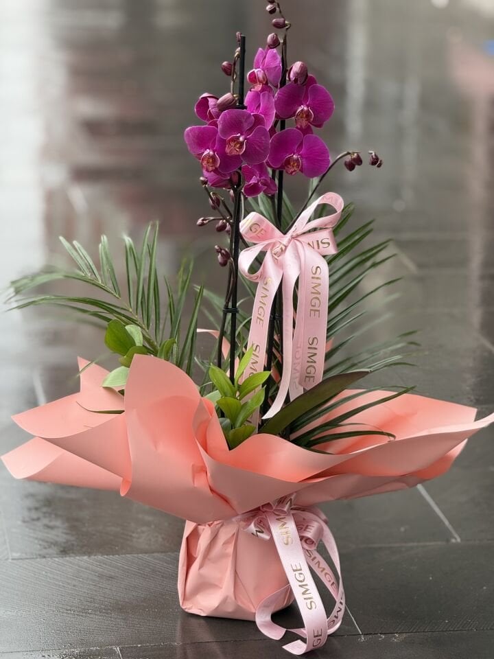 Çift Dal Mor Orkide