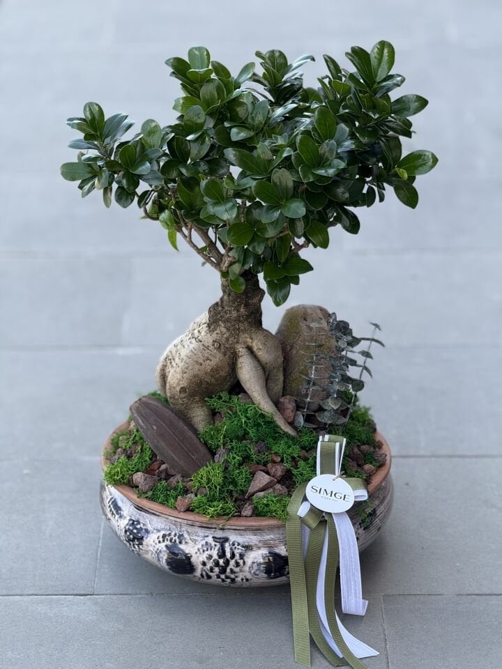 Bonsai Bitki Aranjmanı