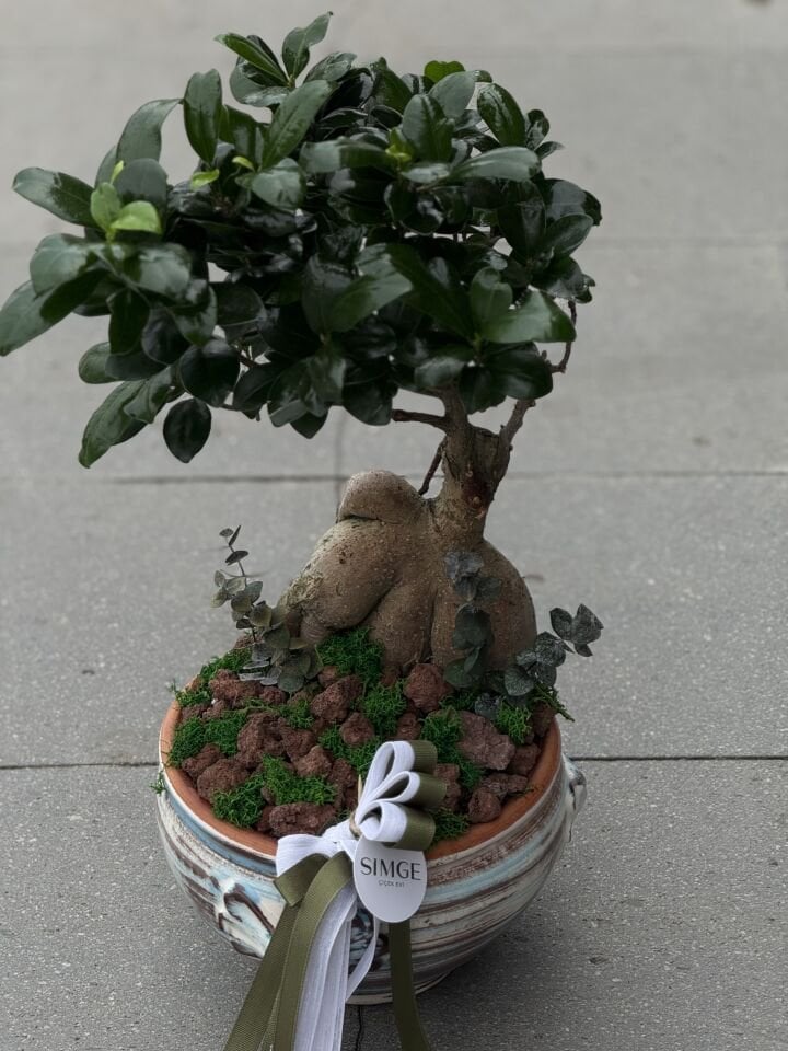 Vazolu Bonsai Aranjman
