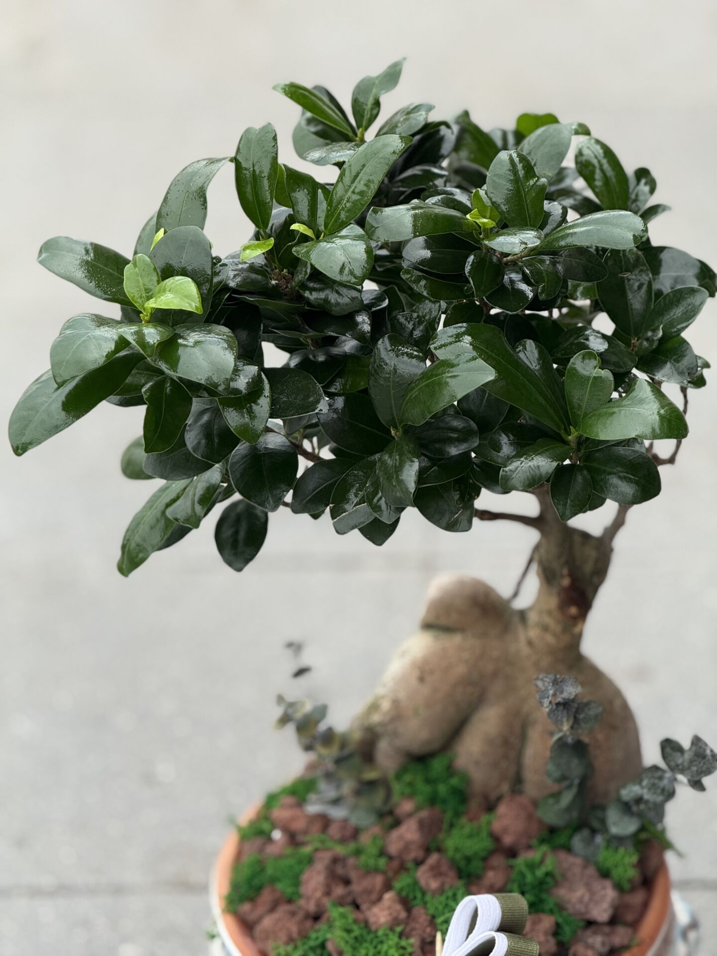 Vazolu Bonsai Aranjman