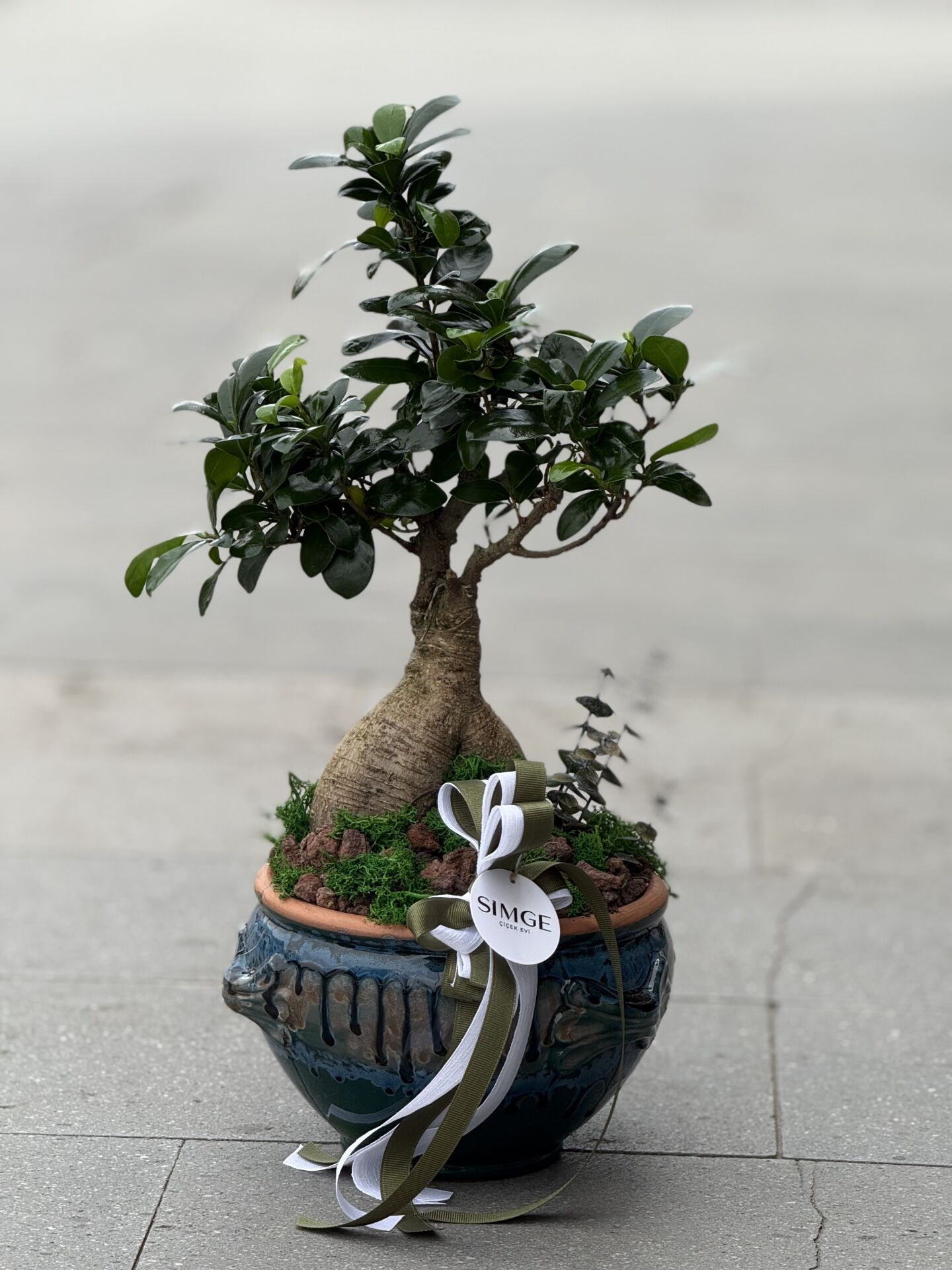 Bonsai Vazolu Aranjman