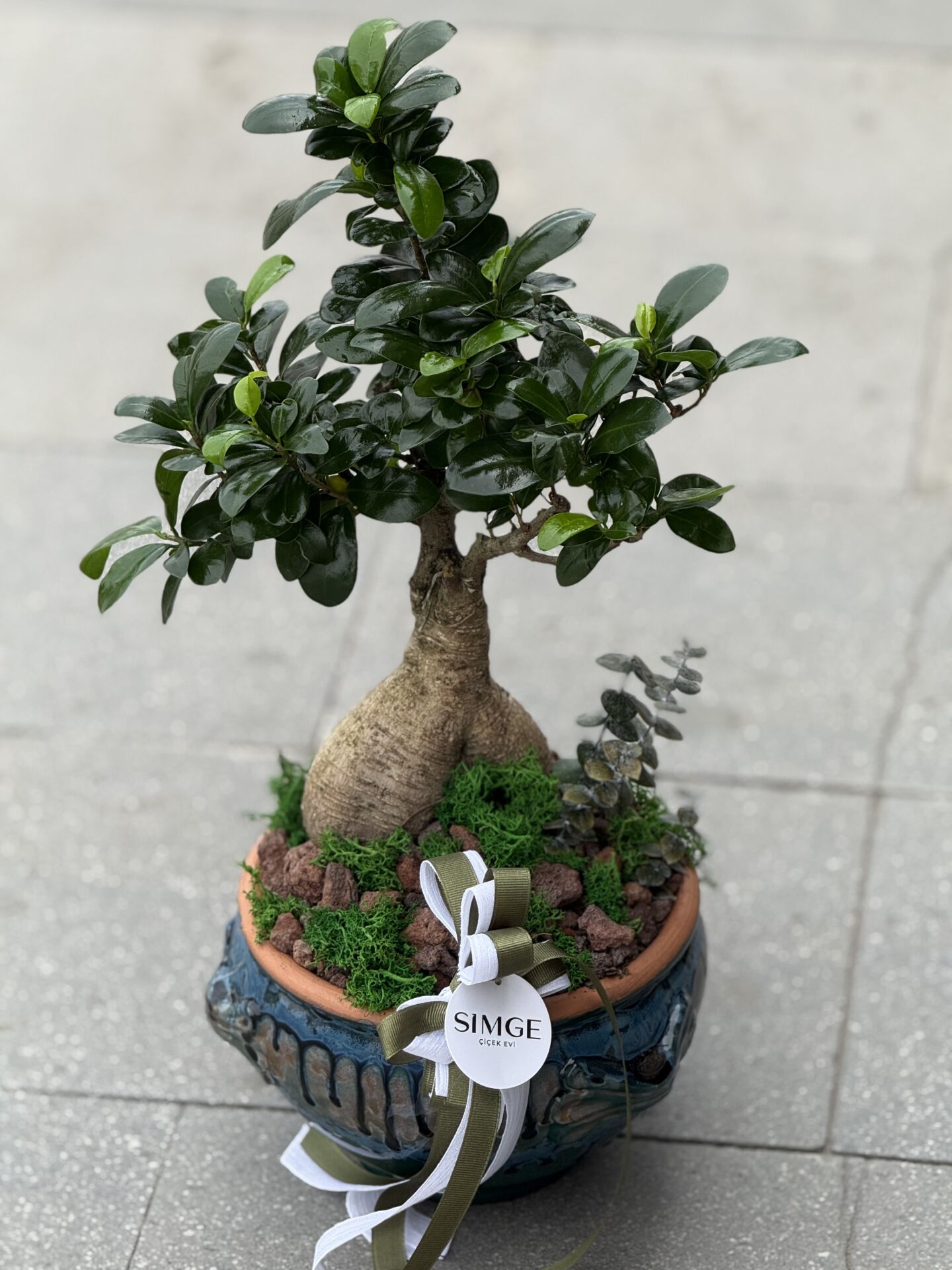 Bonsai Vazolu Aranjman