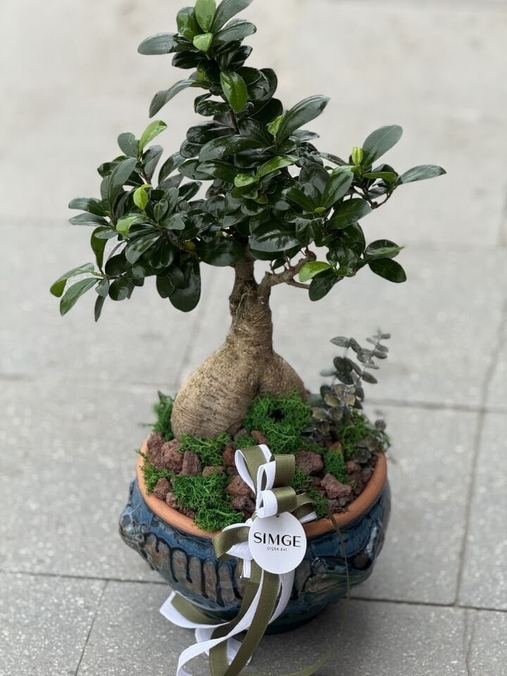 Bonsai Vazolu Aranjman