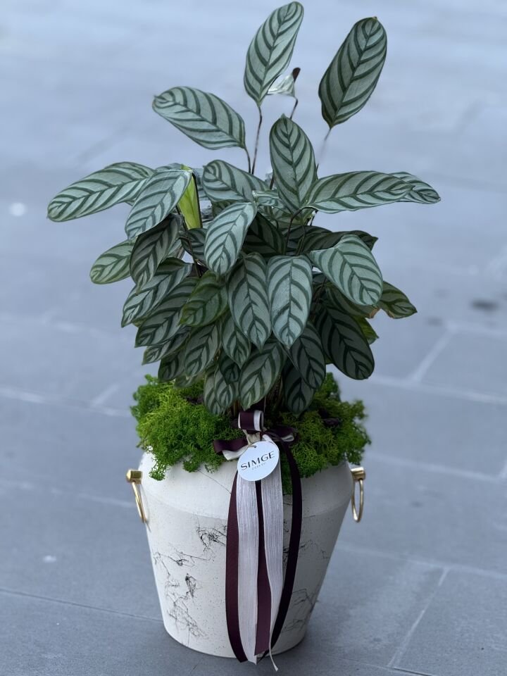 Beyaz Seramik Vazolu Calathea