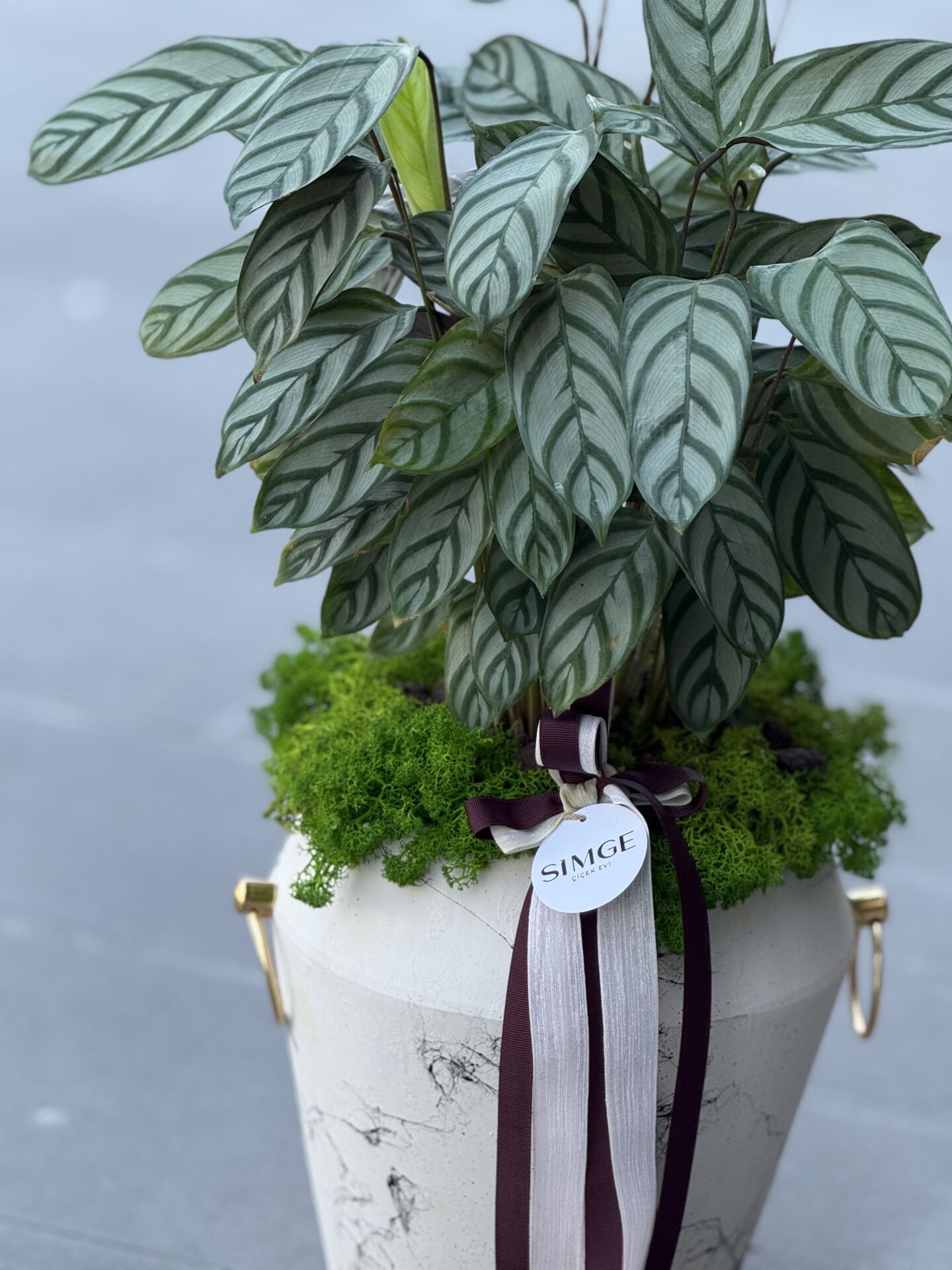 Beyaz Seramik Vazolu Calathea