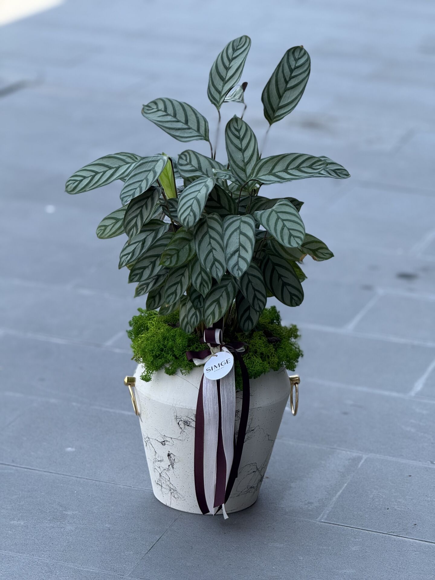 Beyaz Seramik Vazolu Calathea
