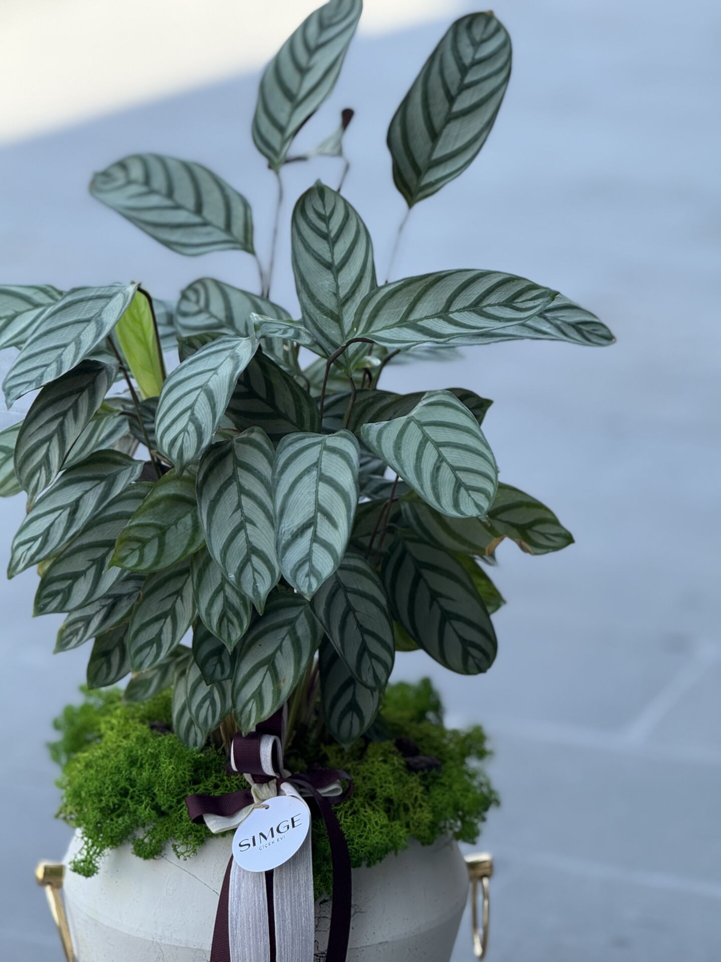 Beyaz Seramik Vazolu Calathea