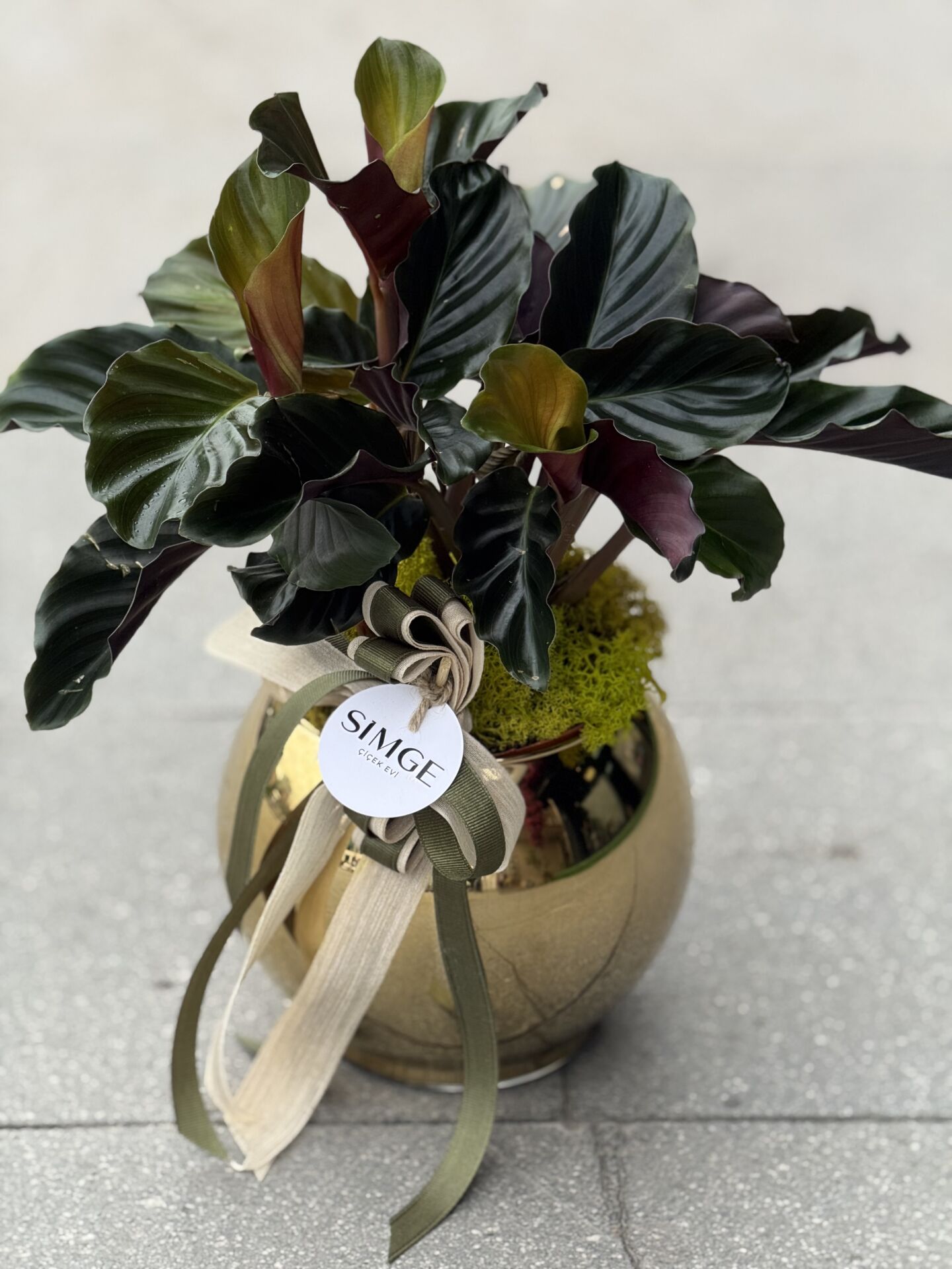 Gold Vazolu Calathea