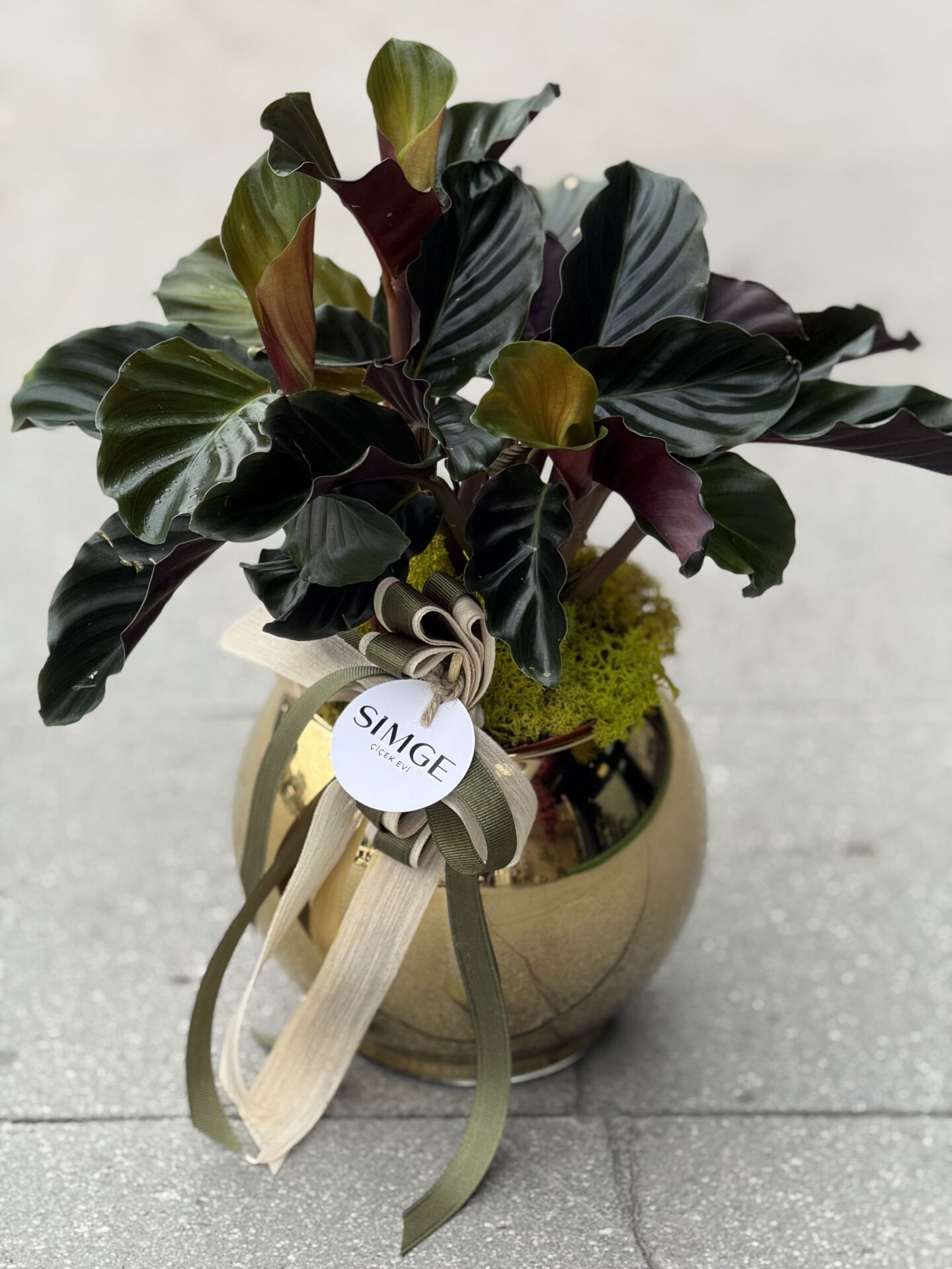 Gold Vazolu Calathea