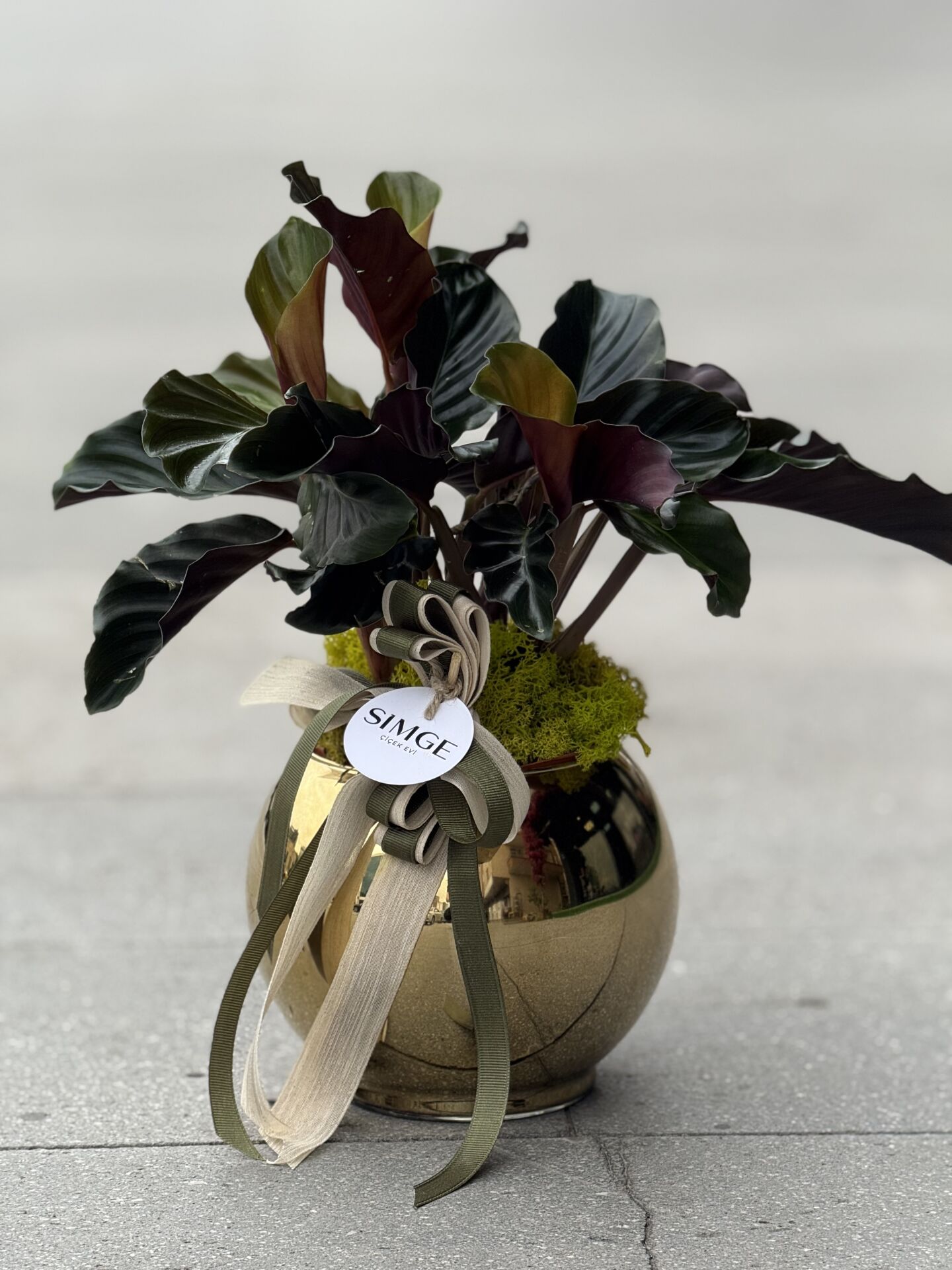Gold Vazolu Calathea