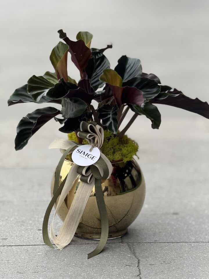 Gold Vazolu Calathea