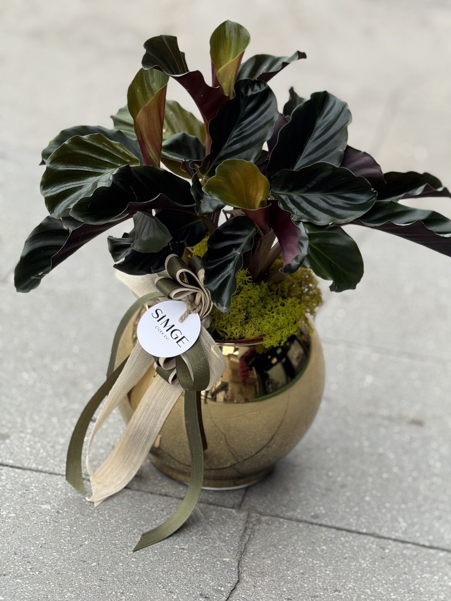 Gold Vazolu Calathea