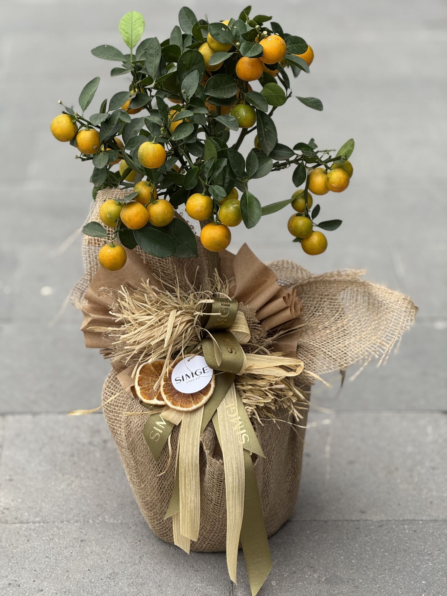 Citrus (Mandalina) Meyve Ağacı