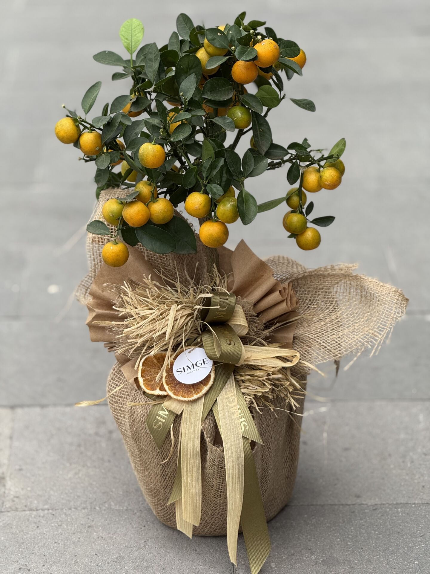 Citrus (Mandalina) Meyve Ağacı