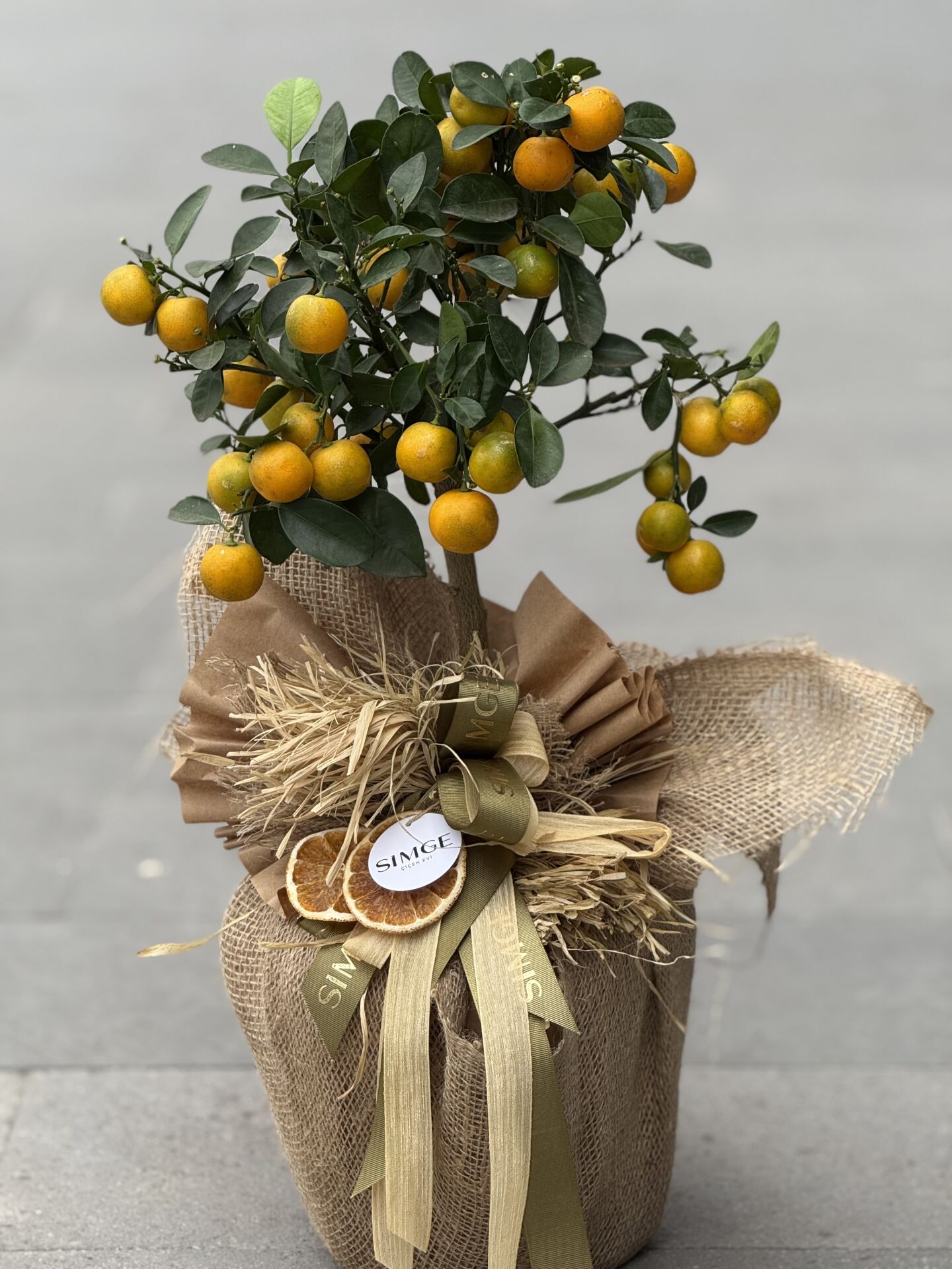 Citrus (Mandalina) Meyve Ağacı