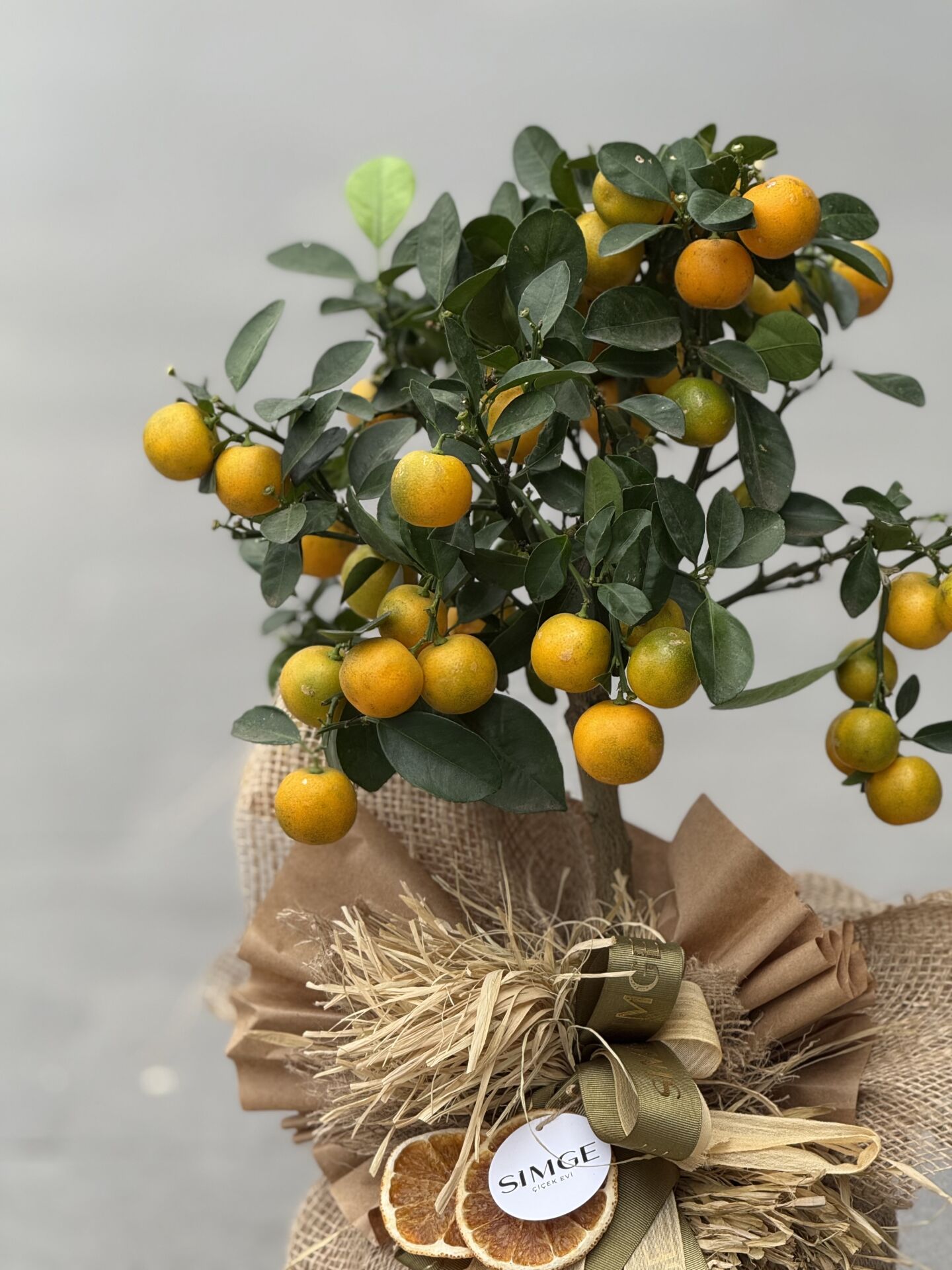 Citrus (Mandalina) Meyve Ağacı