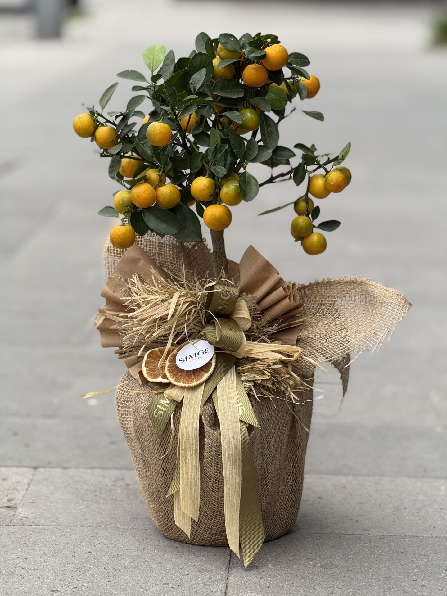 Citrus (Mandalina) Meyve Ağacı