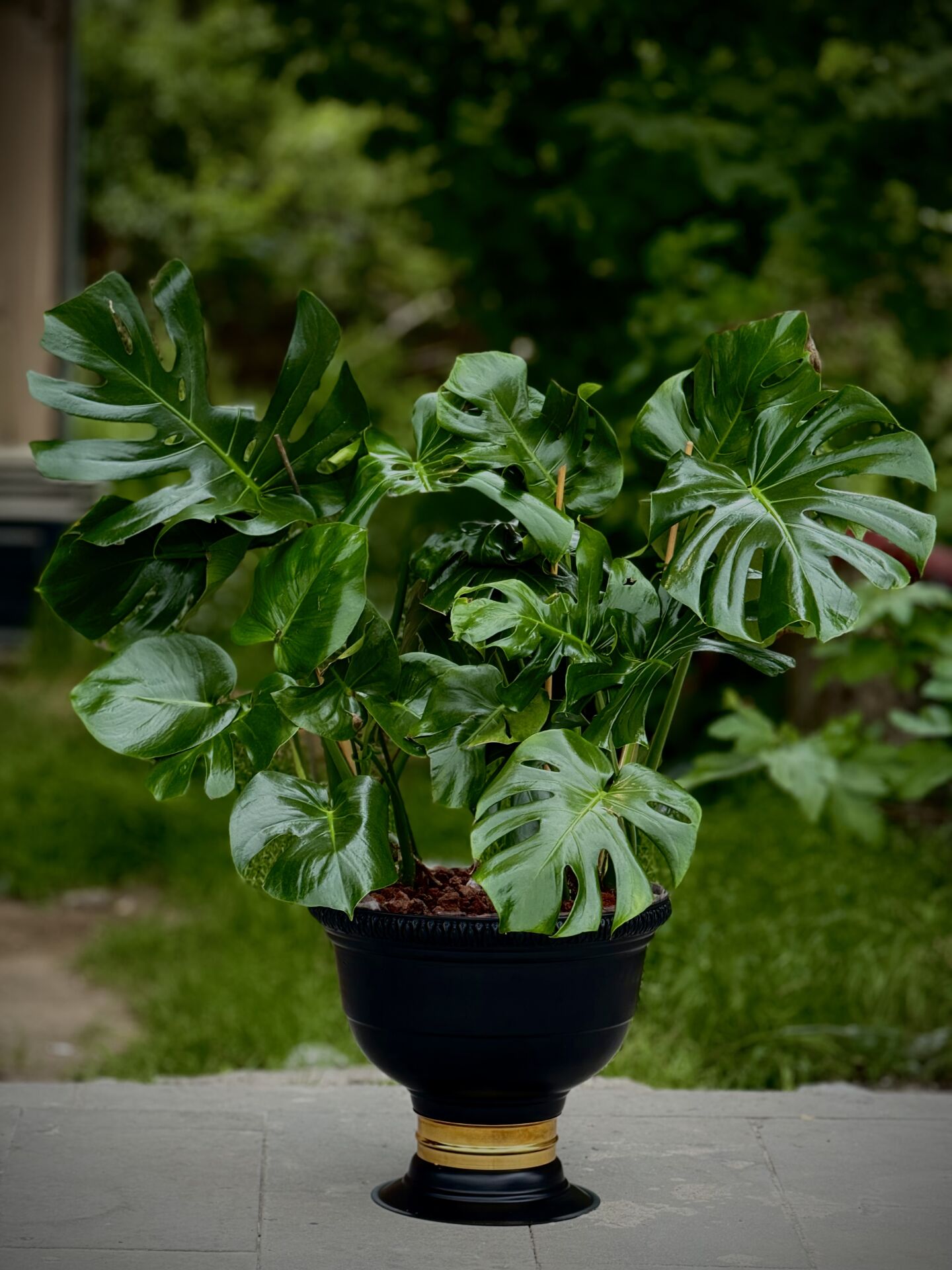 Siyah Saksılı Monstera