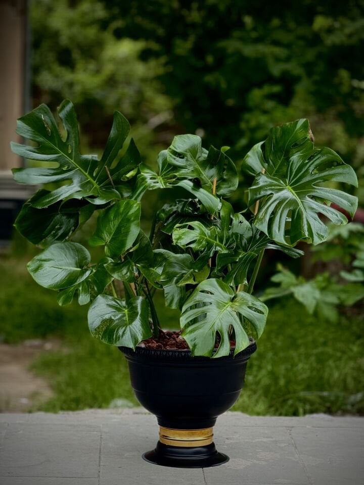 Siyah Saksılı Monstera