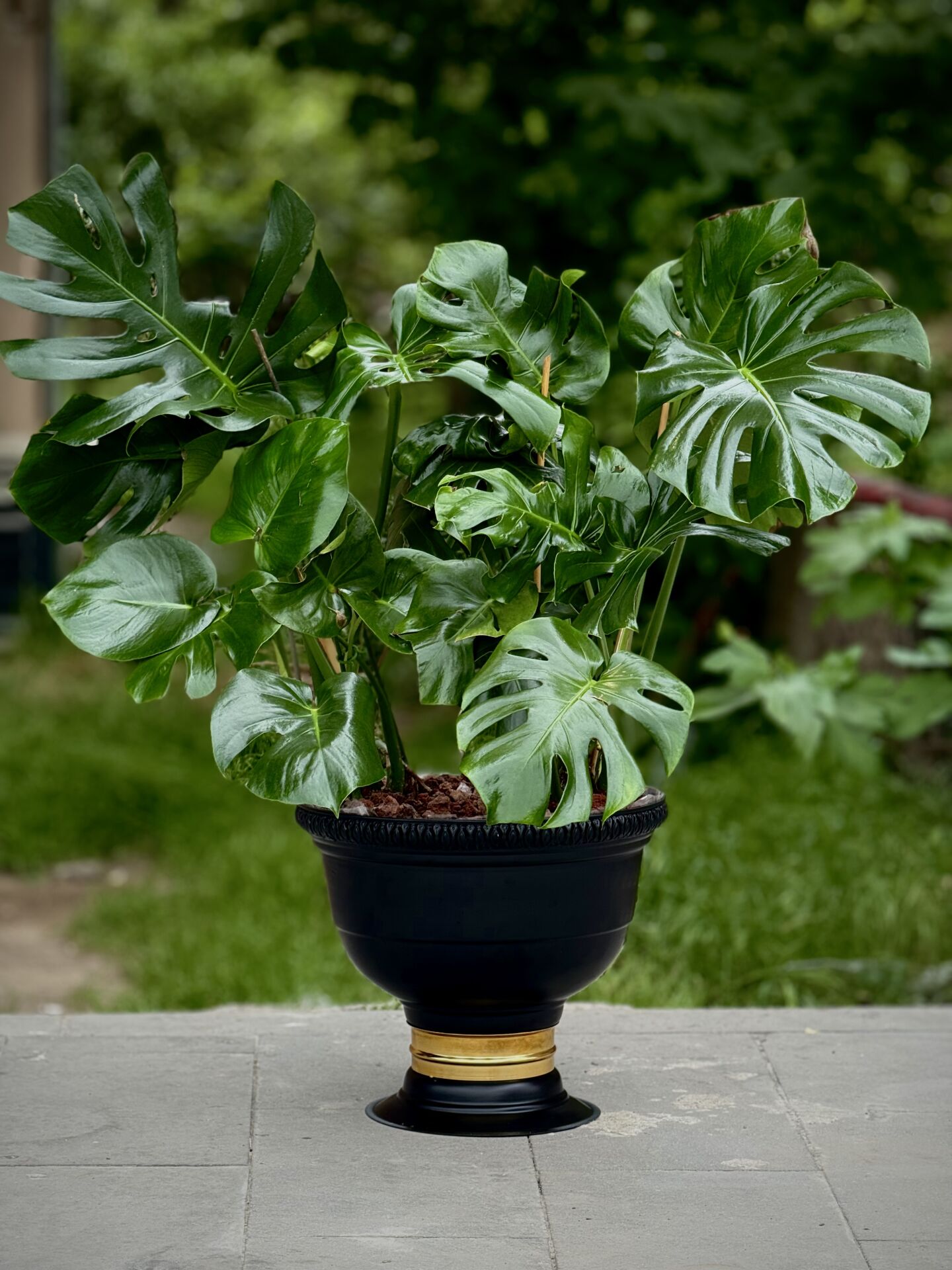 Siyah Saksılı Monstera