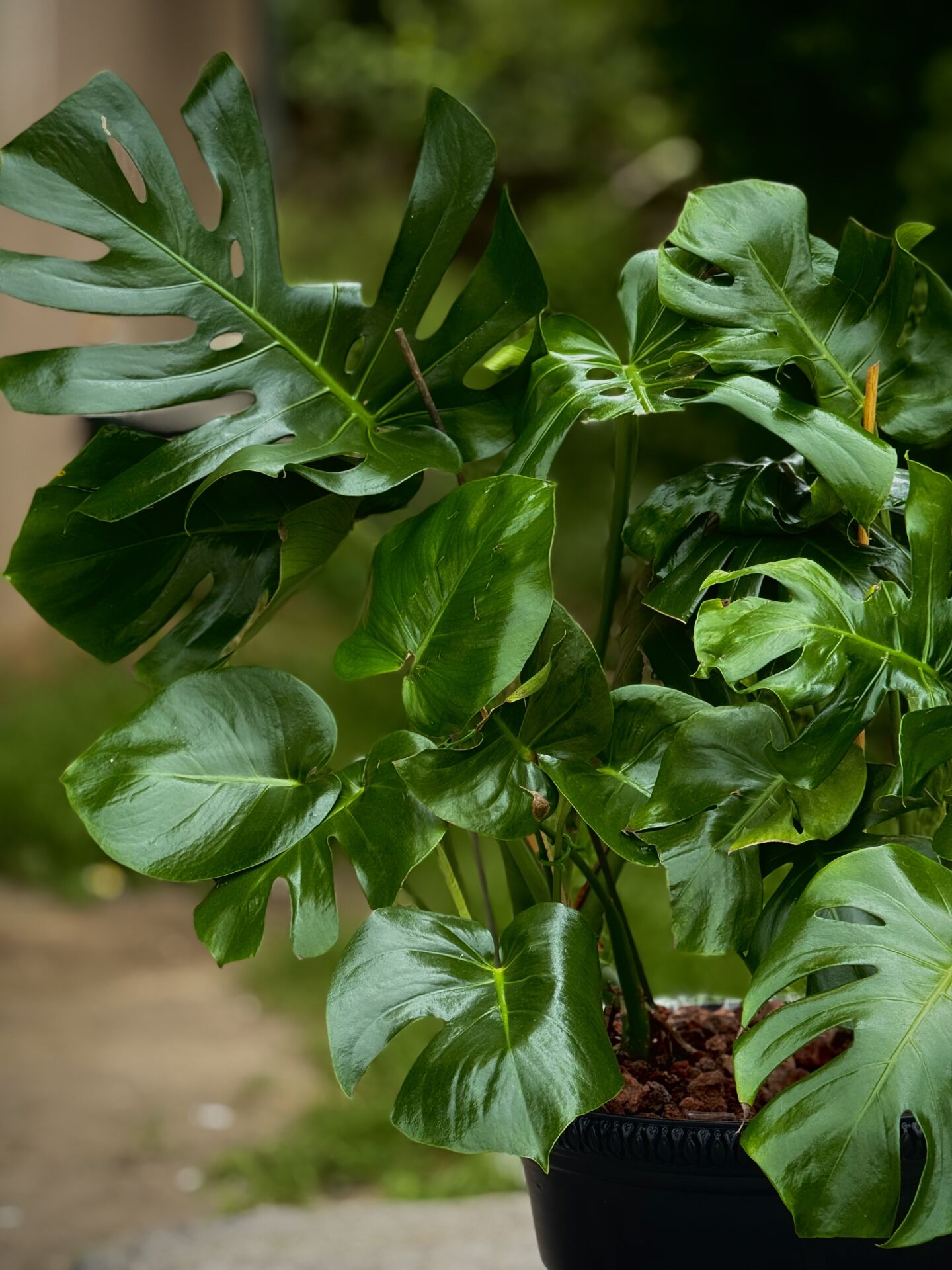 Siyah Saksılı Monstera