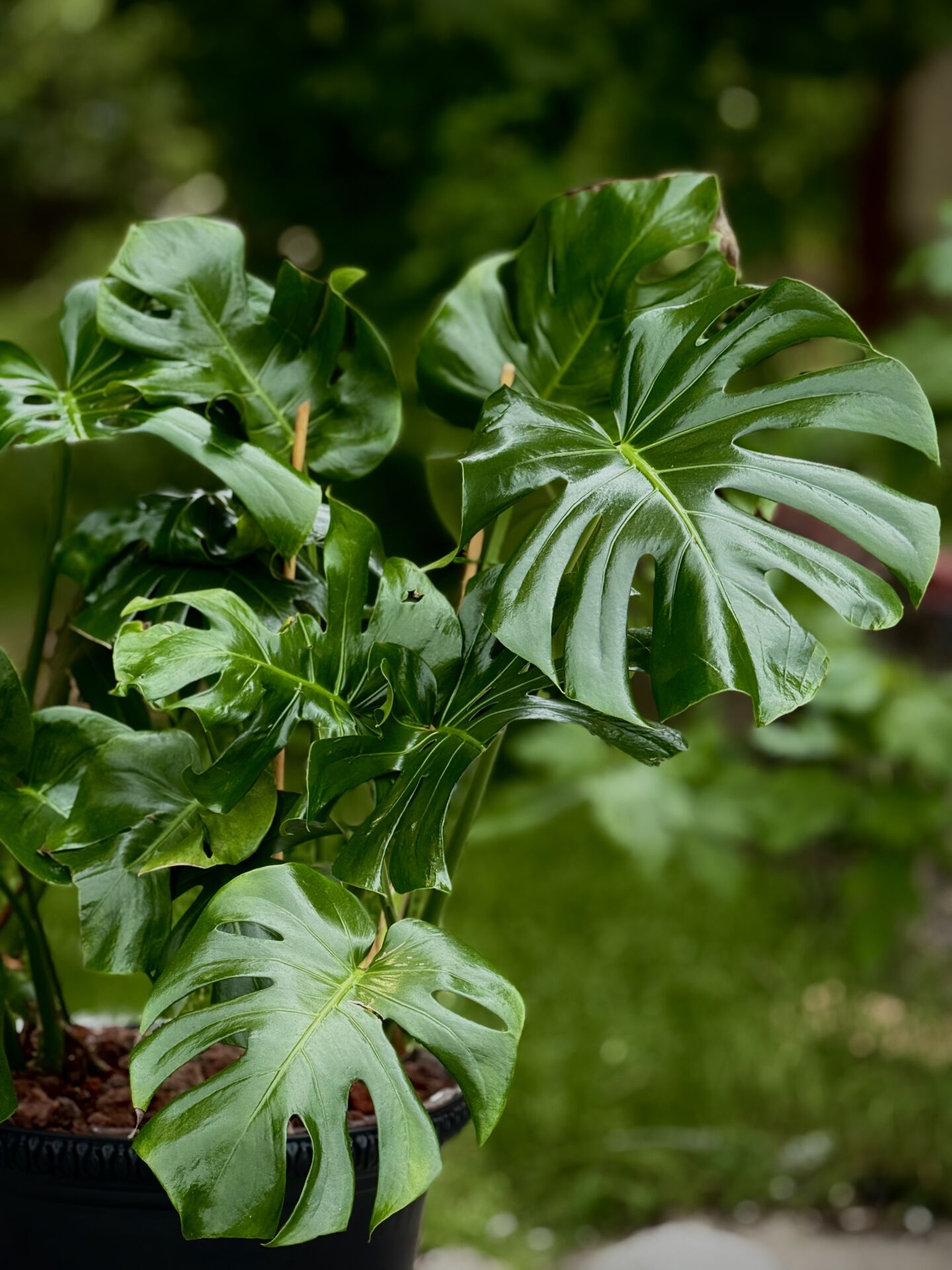 Siyah Saksılı Monstera