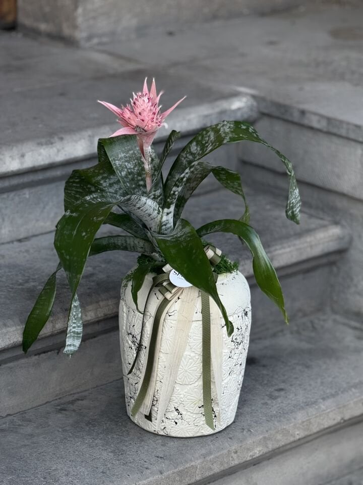 Antik Vazoda Aechmea