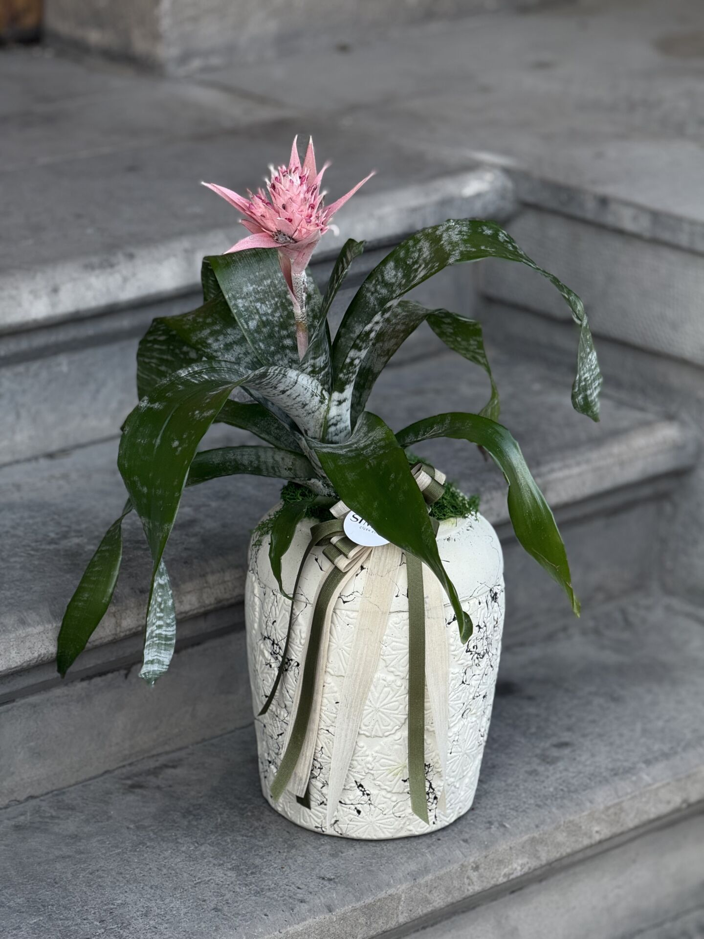 Antik Vazoda Aechmea