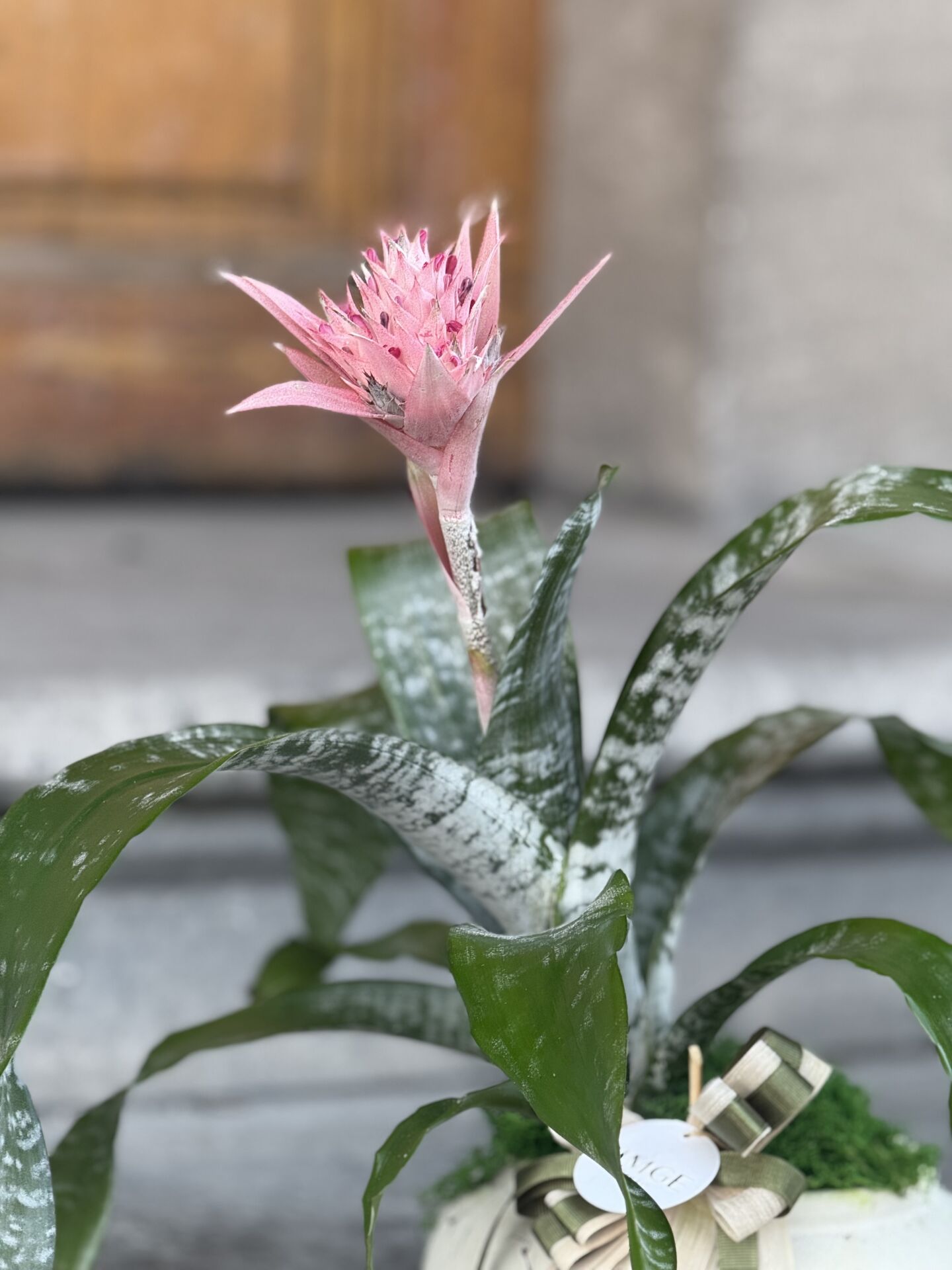 Antik Vazoda Aechmea