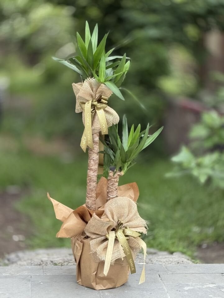 2 Gövdeli Yuka (Yucca) Biktisi