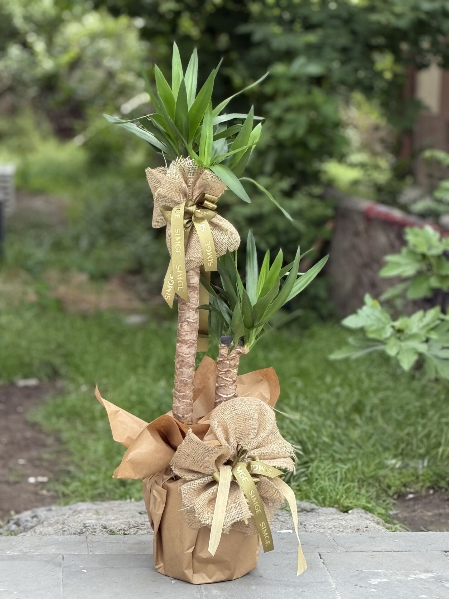 2 Gövdeli Yuka (Yucca) Biktisi