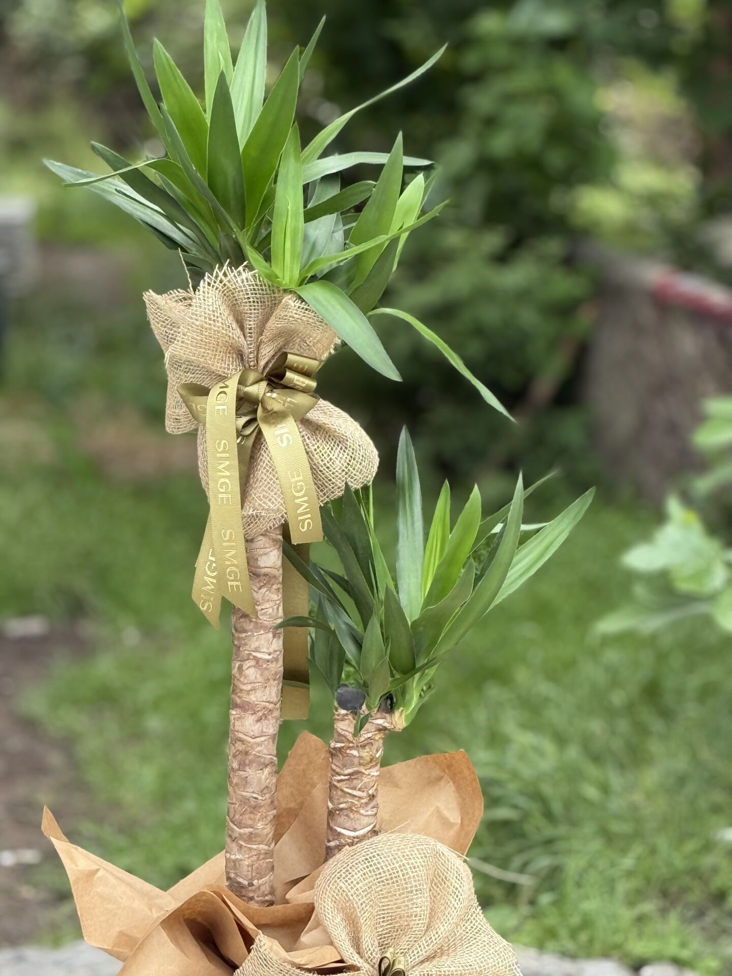2 Gövdeli Yuka (Yucca) Biktisi