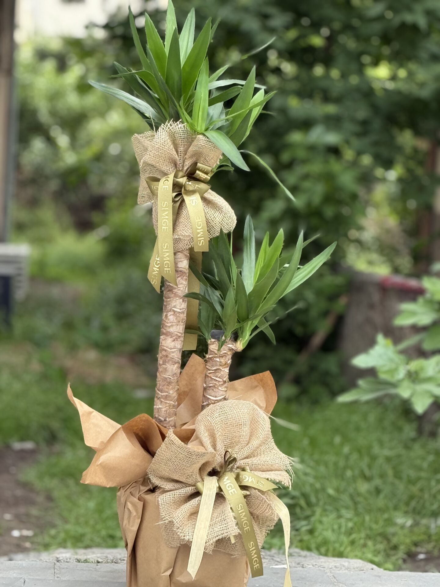 2 Gövdeli Yuka (Yucca) Biktisi